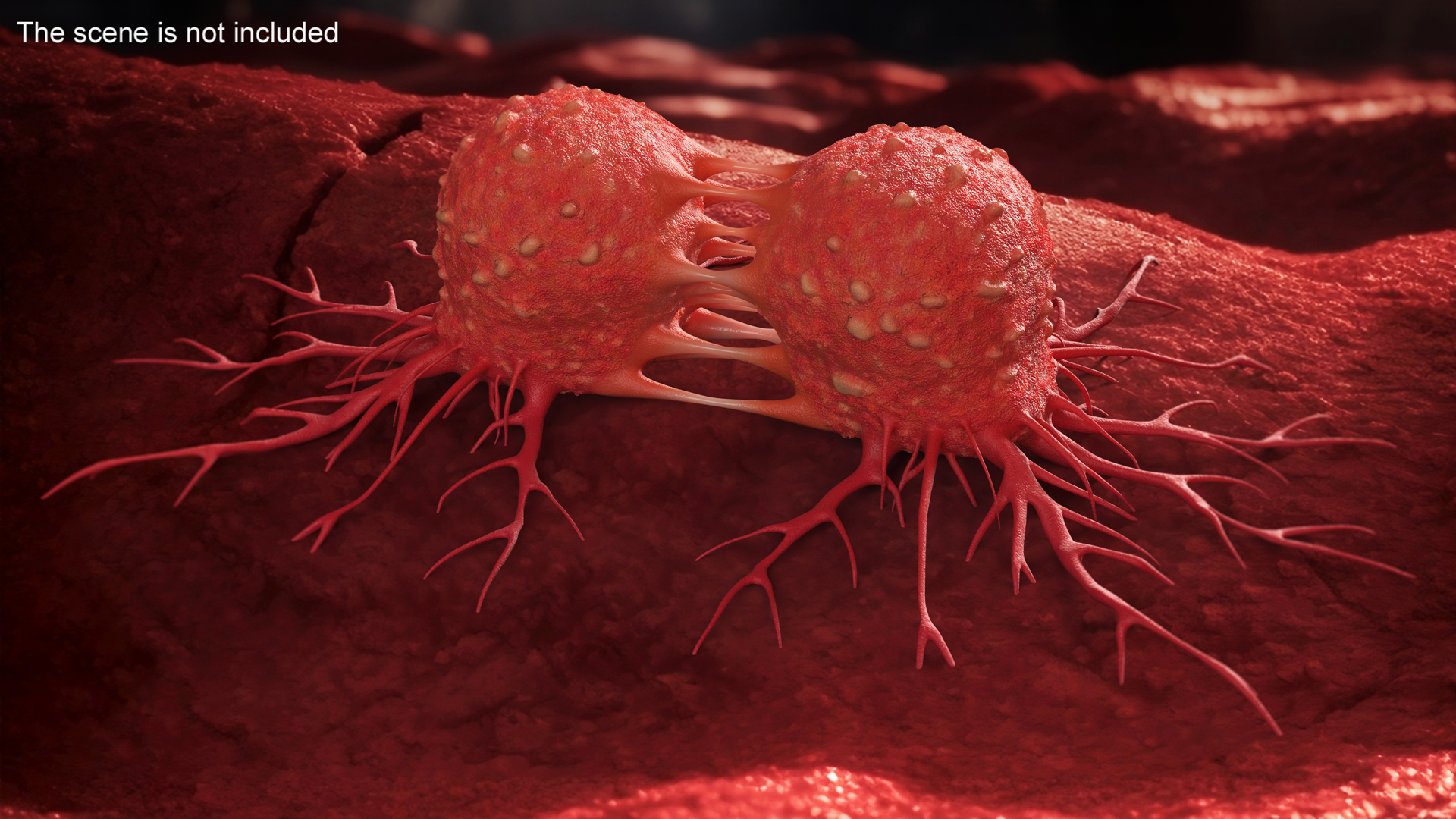 Dividing Tumor Cells Red 3D model