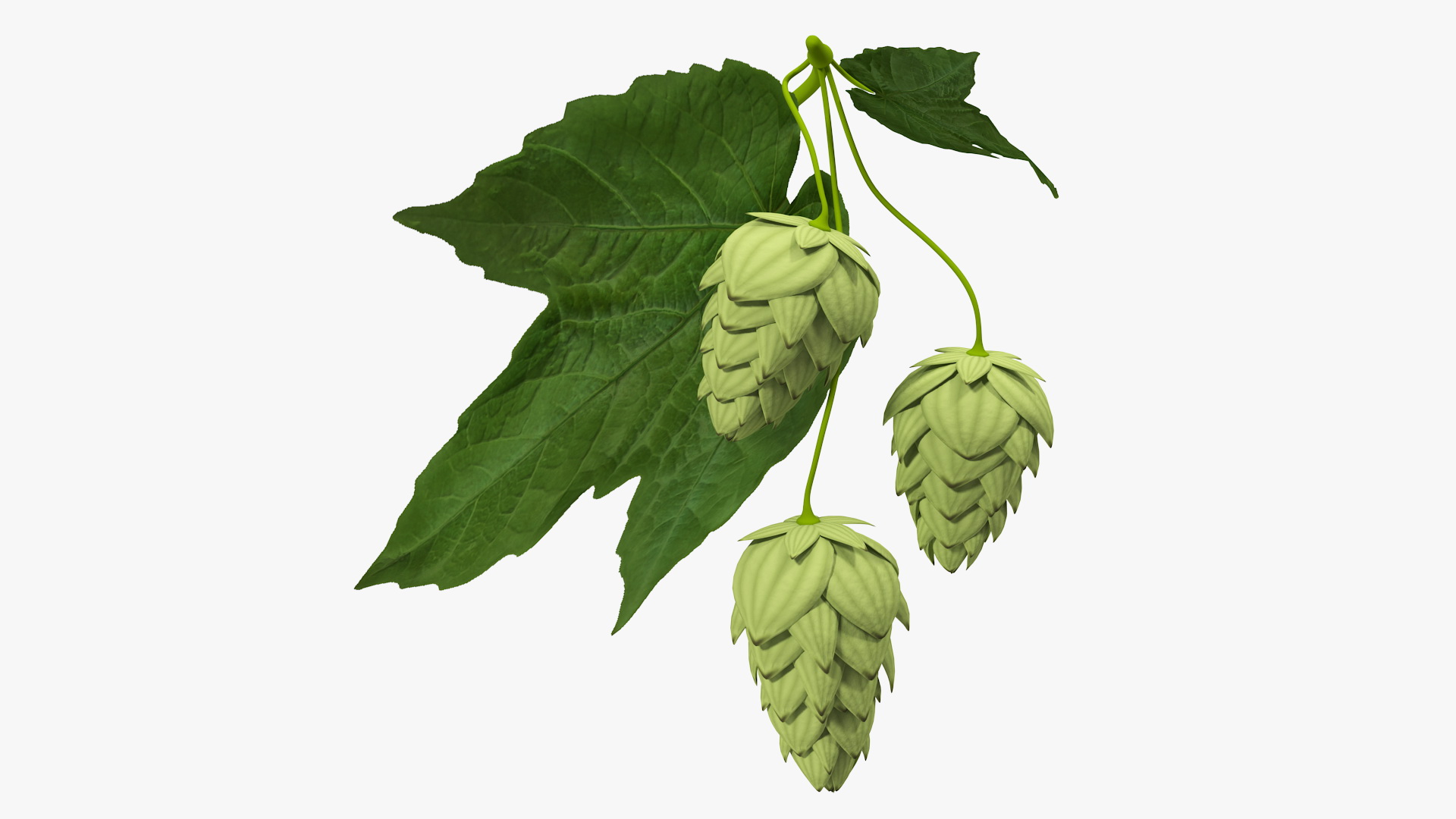 3D model Fresh Branch of Hops