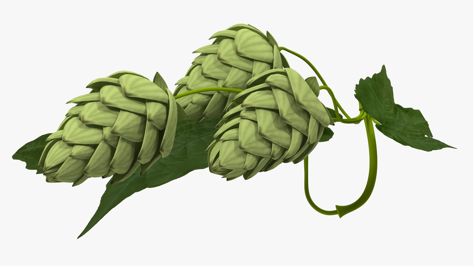 3D model Fresh Branch of Hops