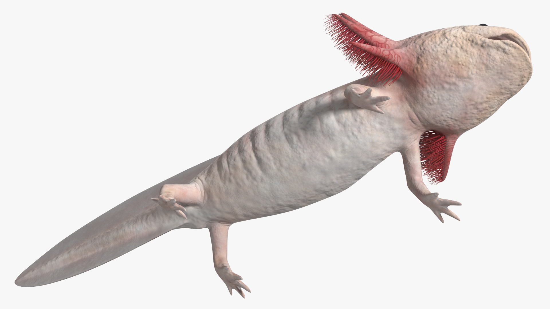 3D Axolotl Albino Rigged