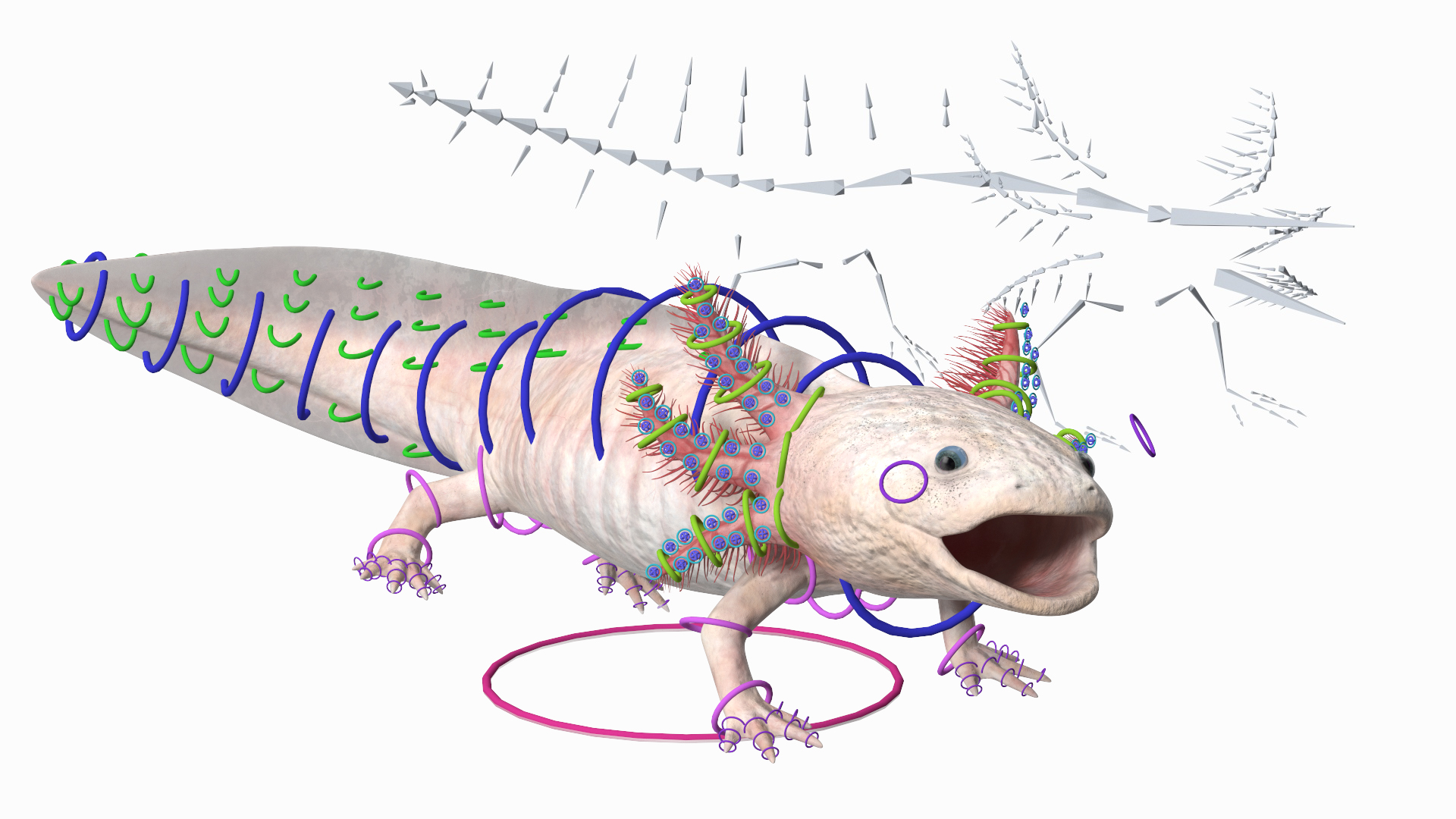 3D Axolotl Albino Rigged