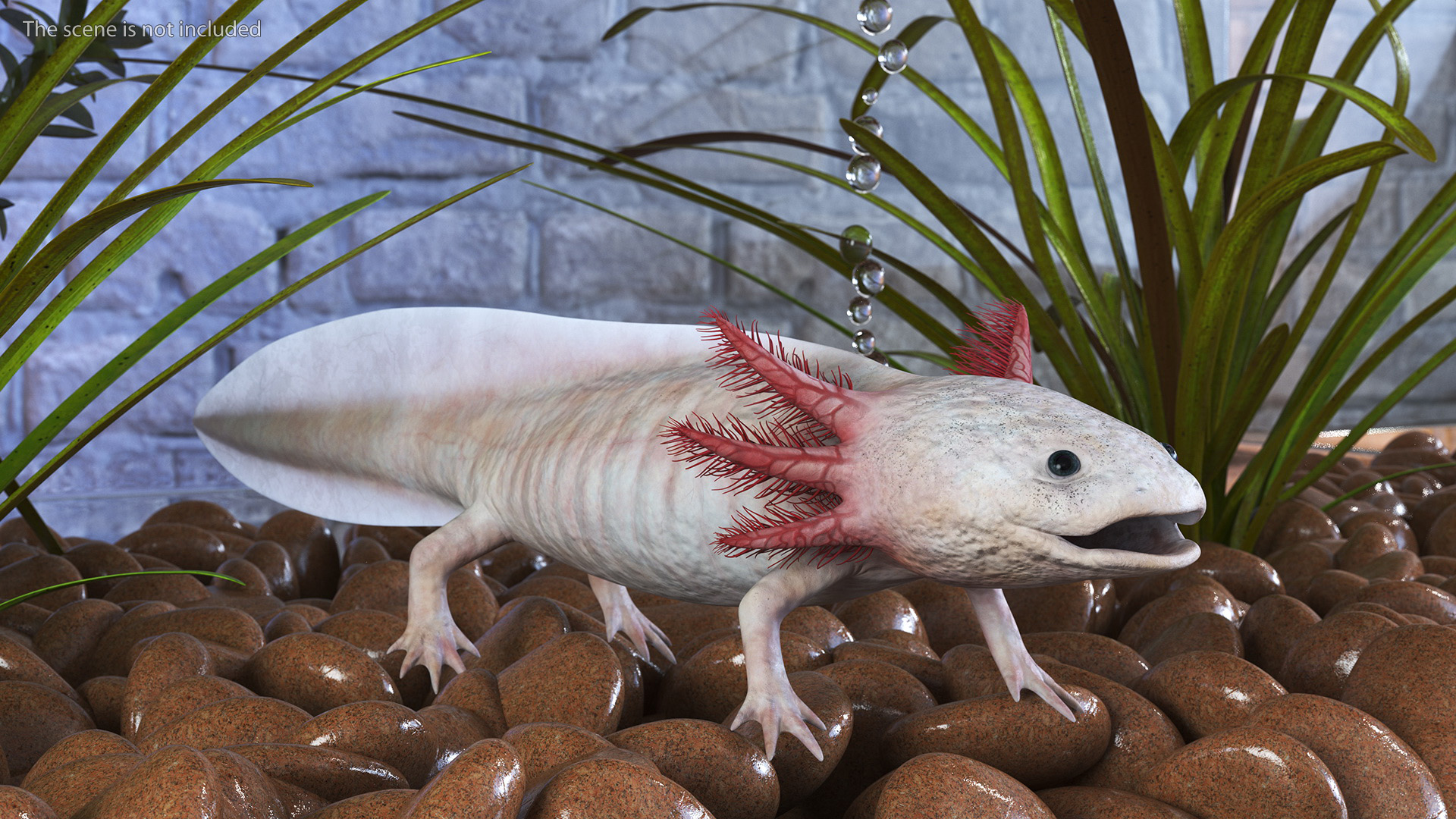 3D Axolotl Albino Rigged