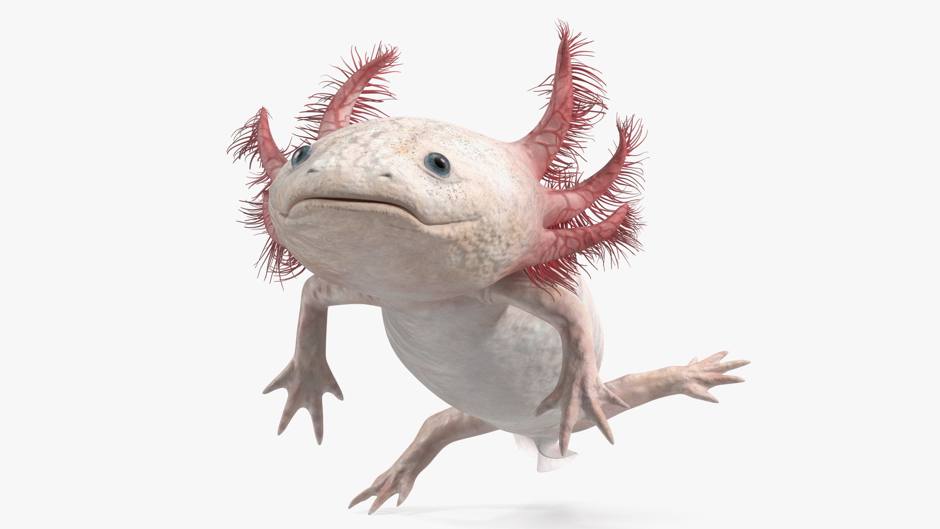 3D Axolotl Albino Rigged