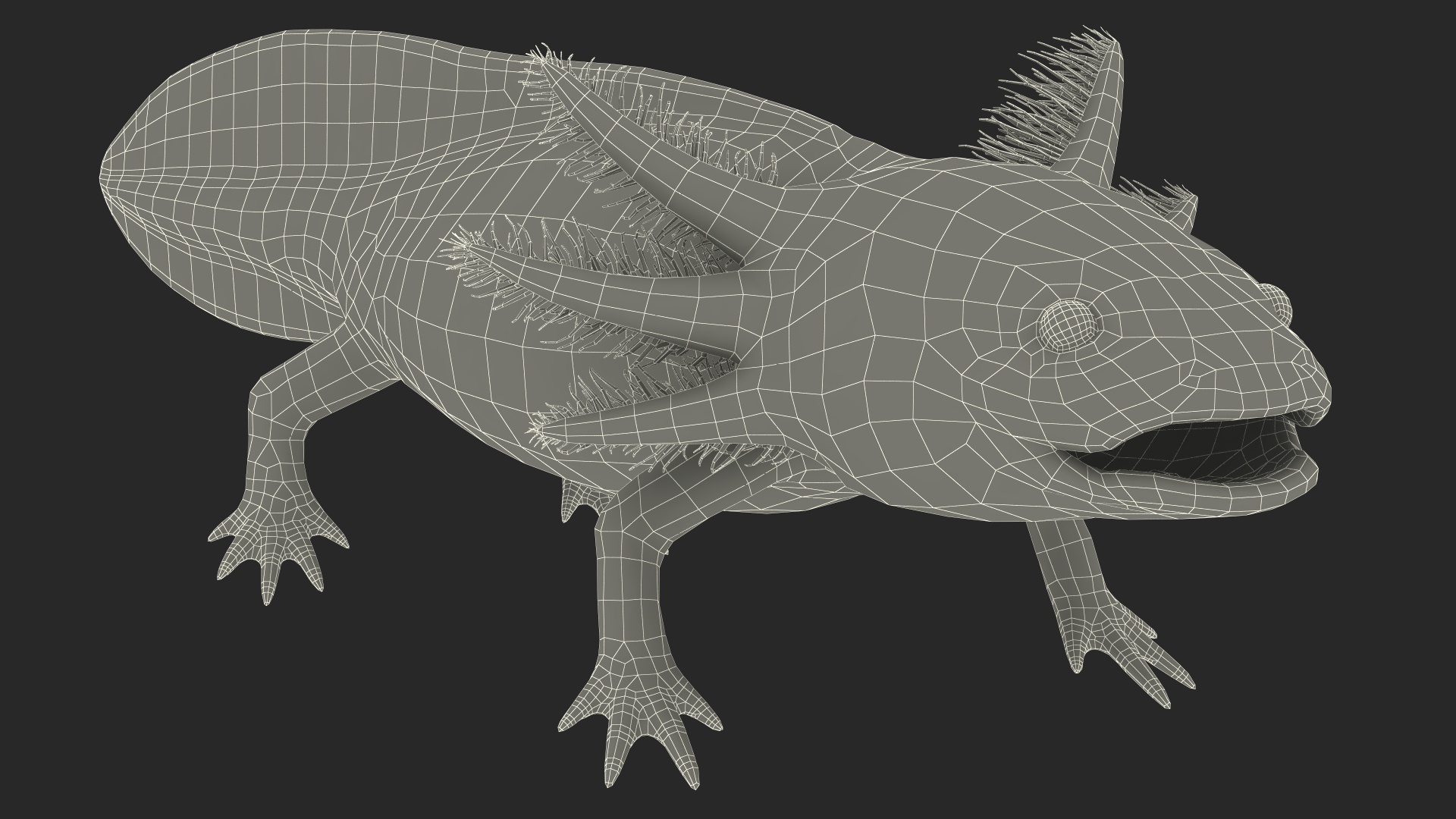 3D Axolotl Albino Rigged