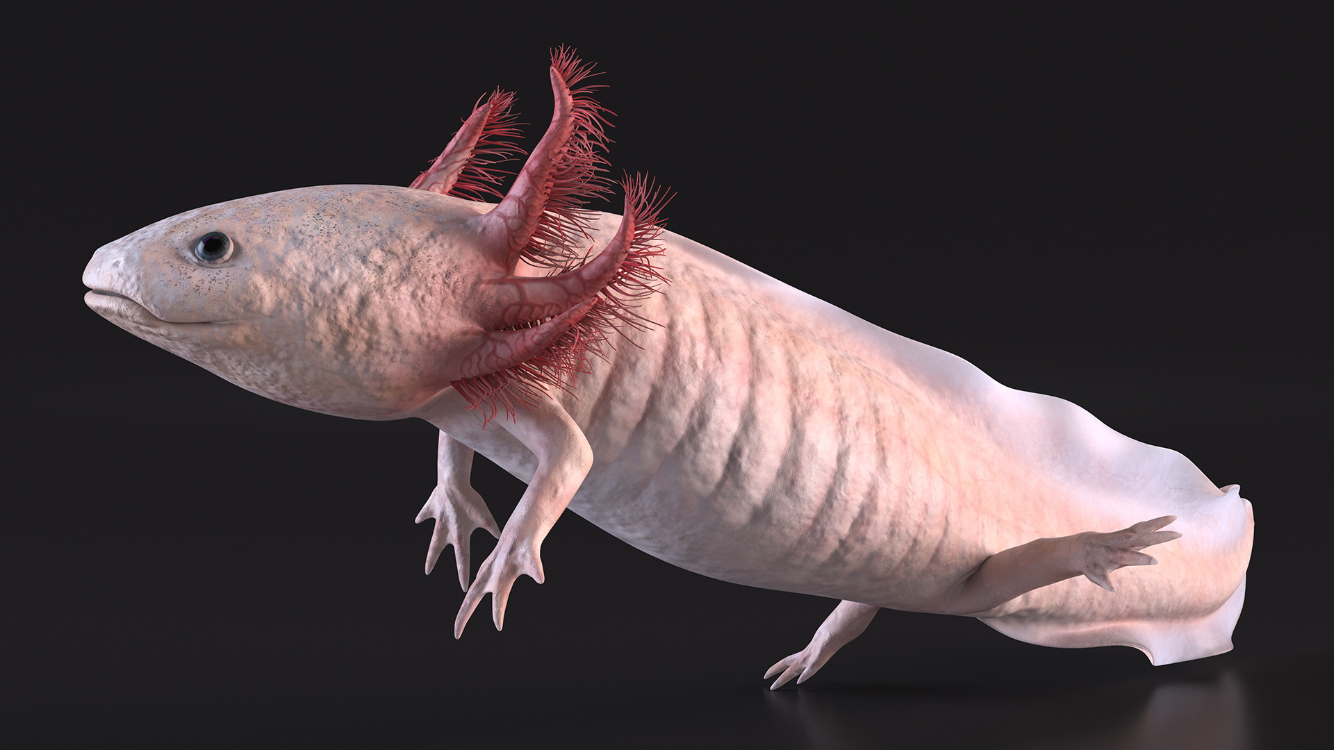 3D Axolotl Albino Rigged