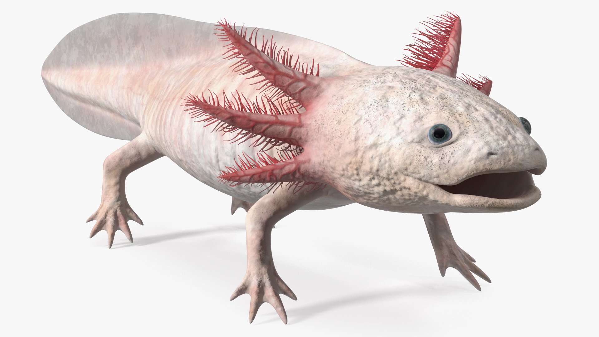 3D Axolotl Albino Rigged