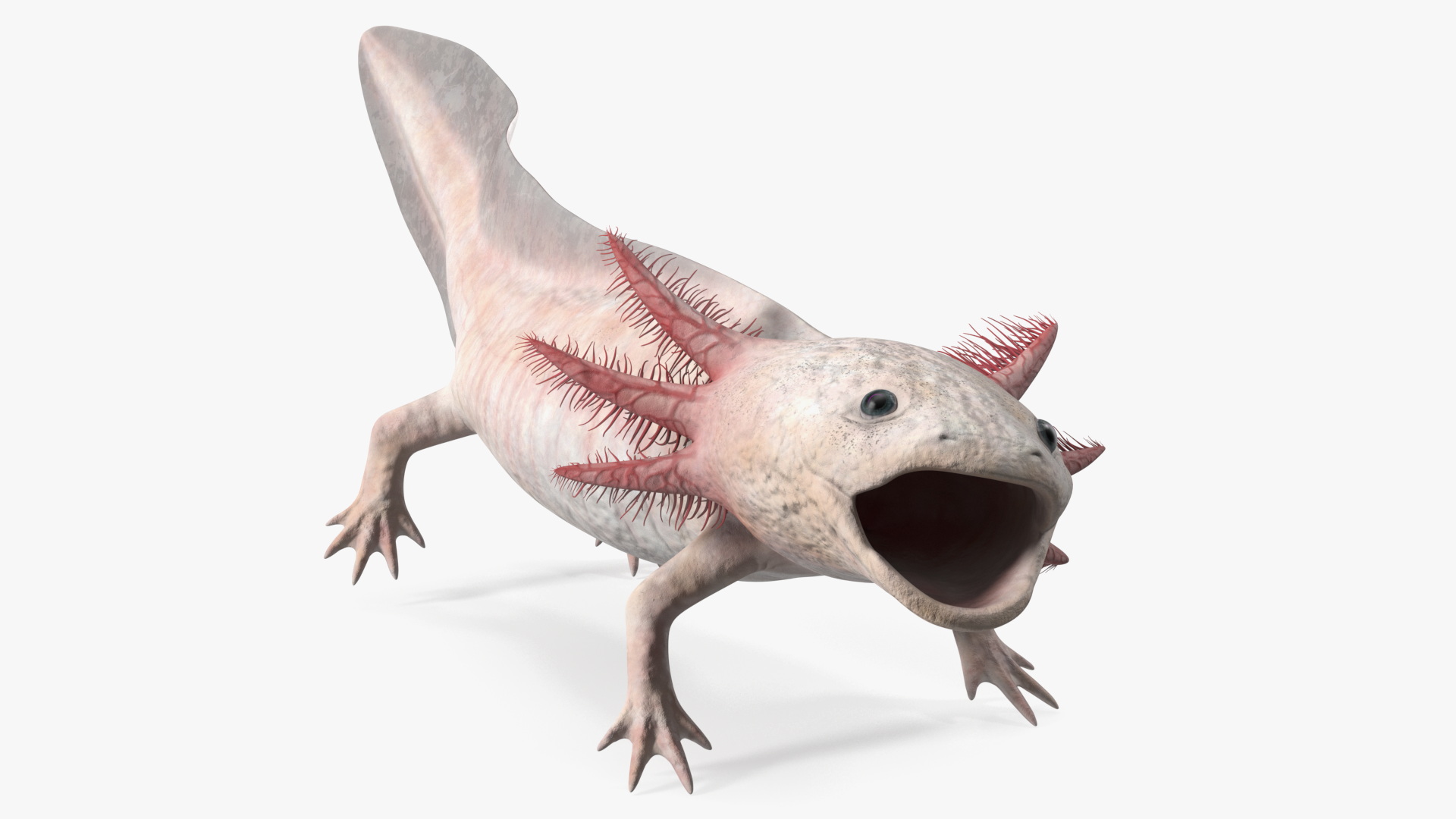 3D Axolotl Albino Rigged