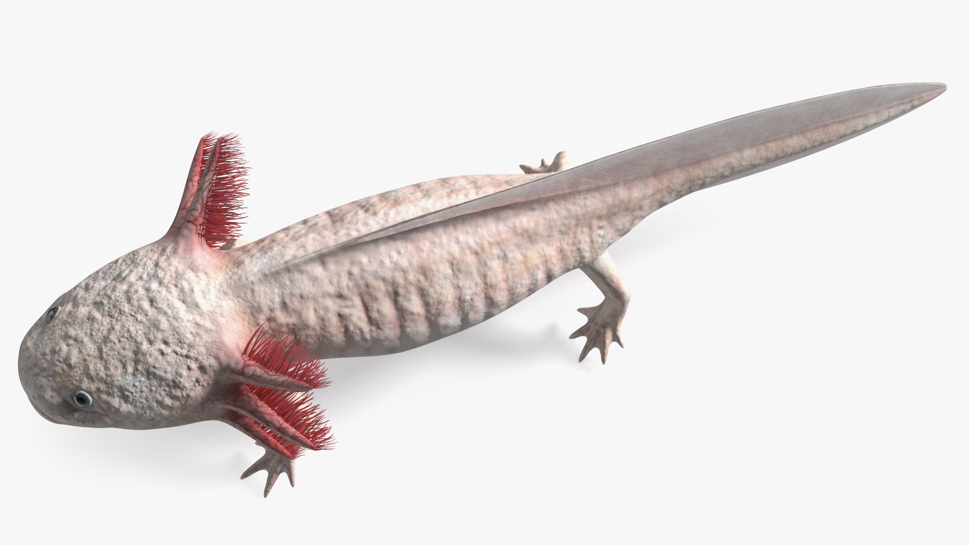 3D Axolotl Albino Rigged