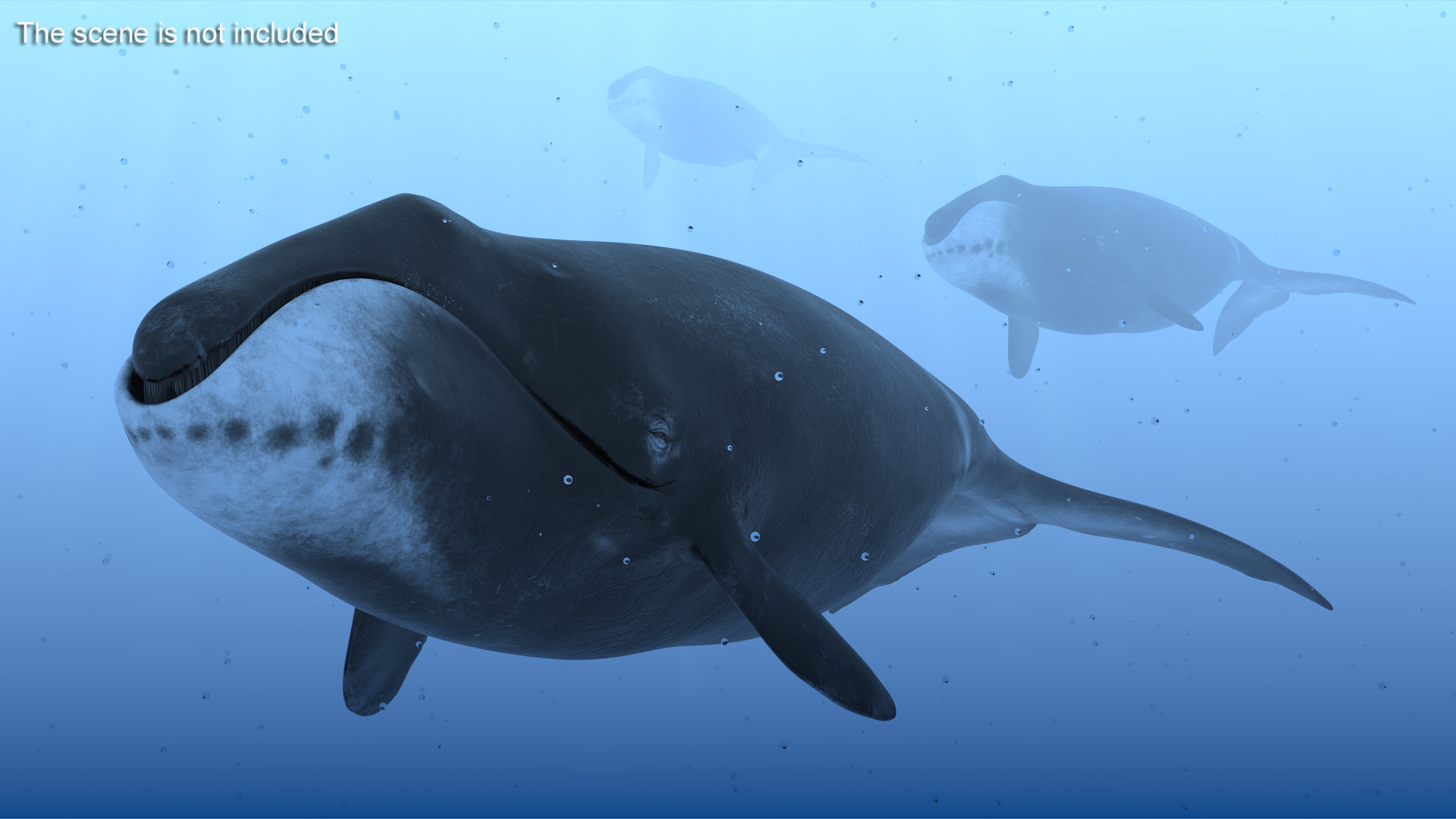 3D Bowhead Whale model