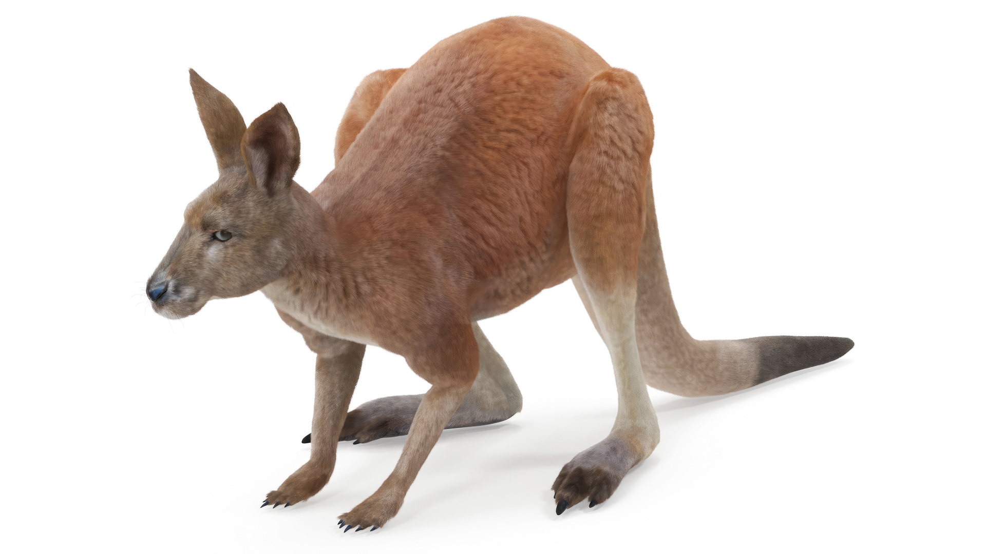 3D Kangaroo Fur Animated Rigged model