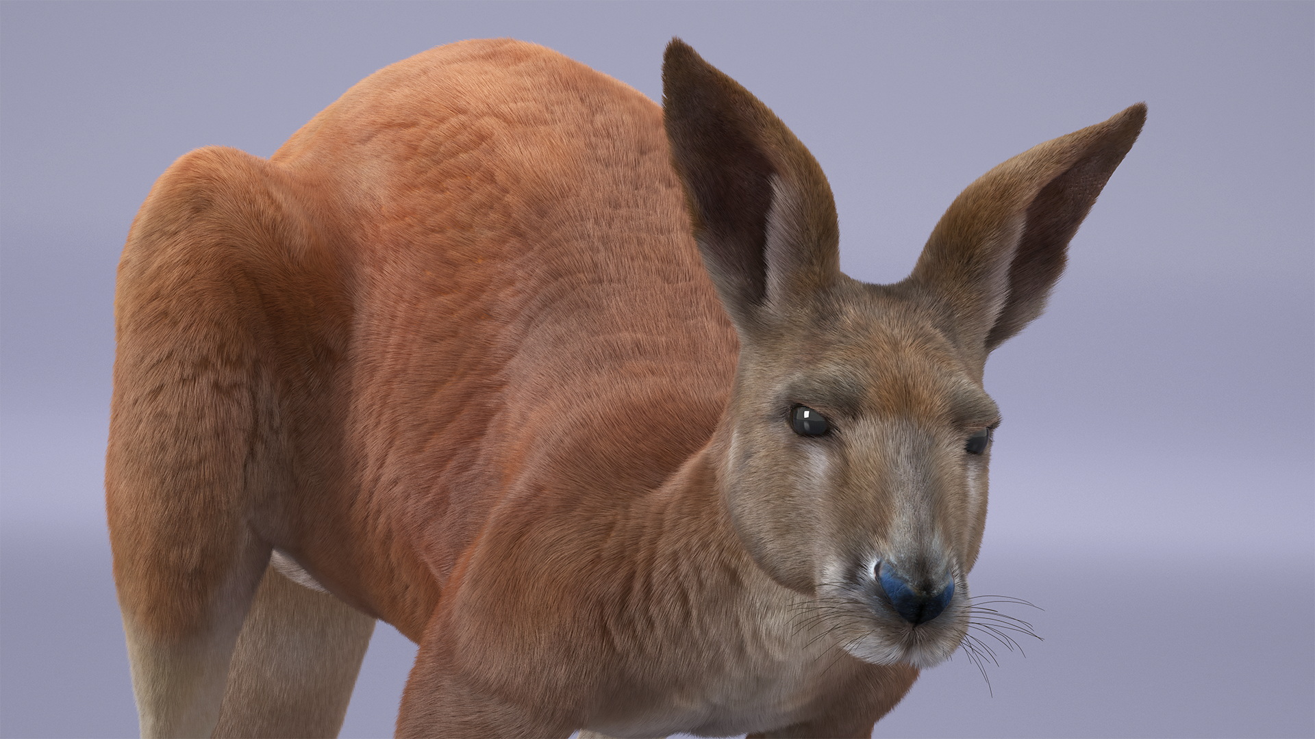 3D Kangaroo Fur Animated Rigged model