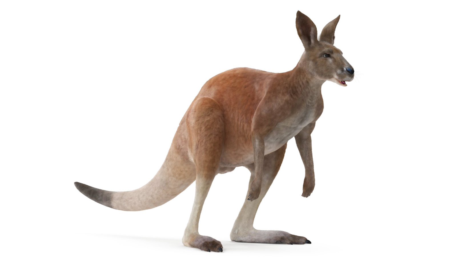 3D Kangaroo Fur Animated Rigged model