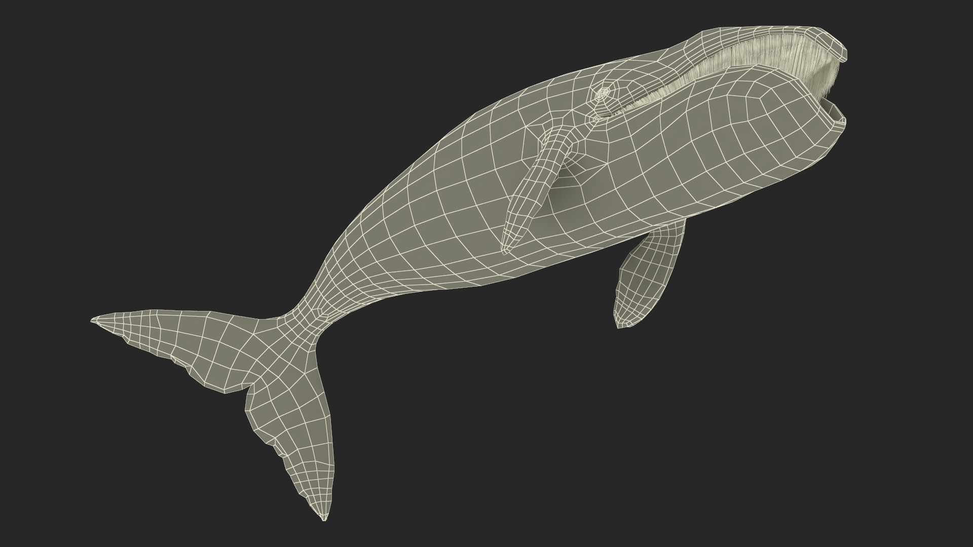 3D Resting Bowhead Whale