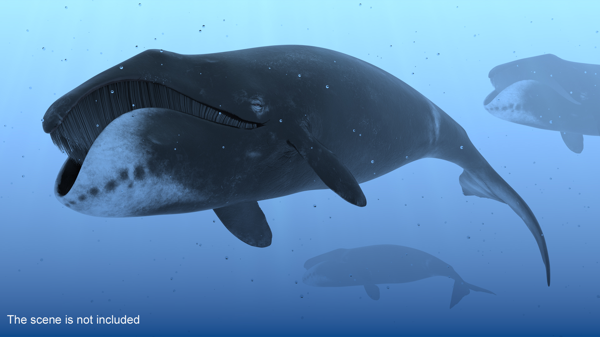 3D Resting Bowhead Whale