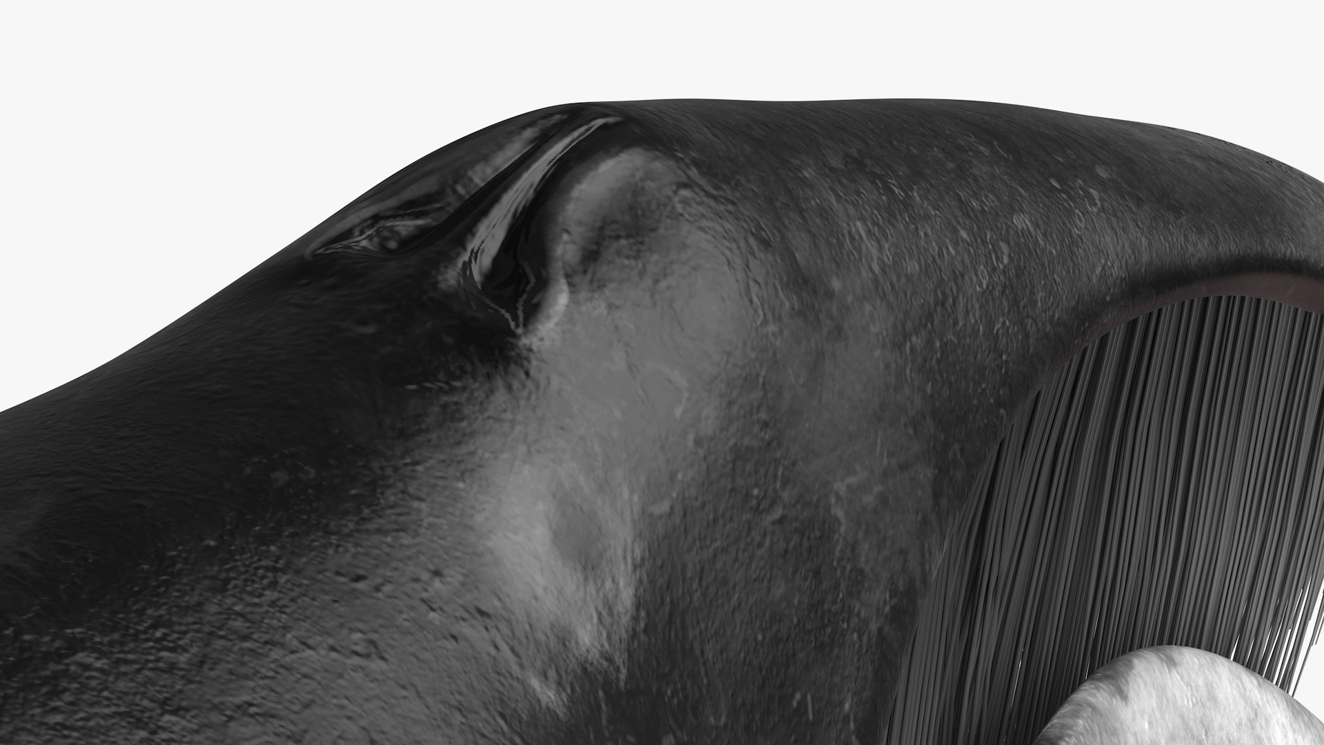 3D Resting Bowhead Whale