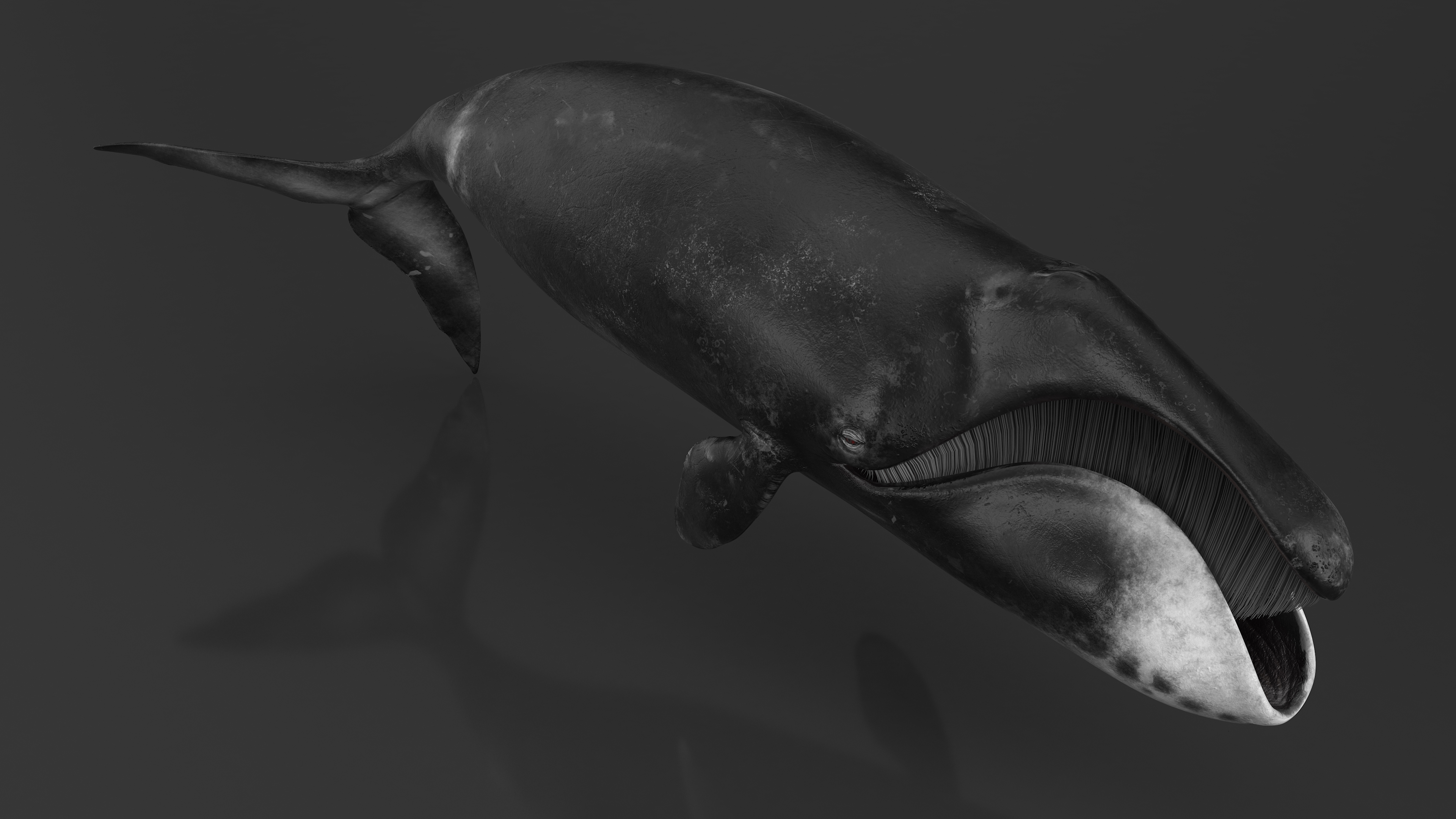 3D Resting Bowhead Whale