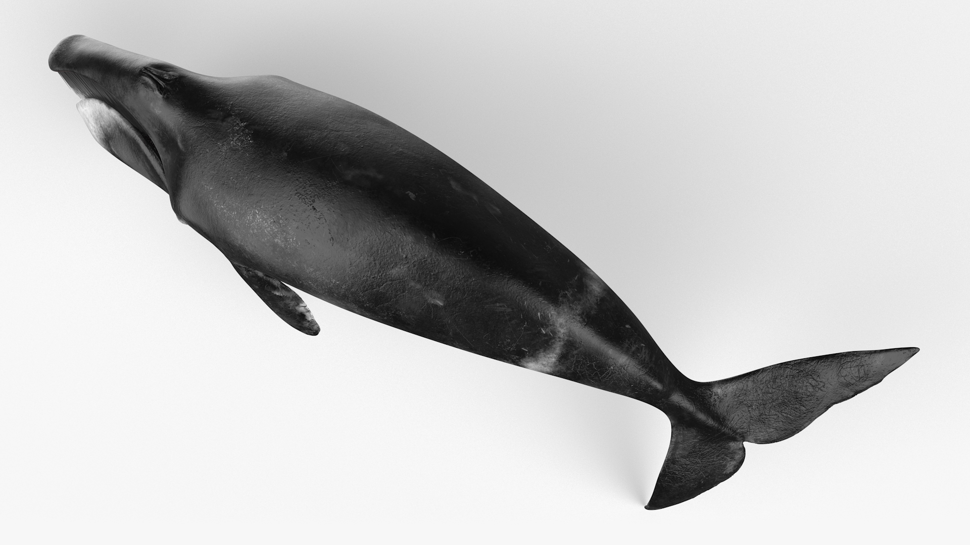 3D Resting Bowhead Whale