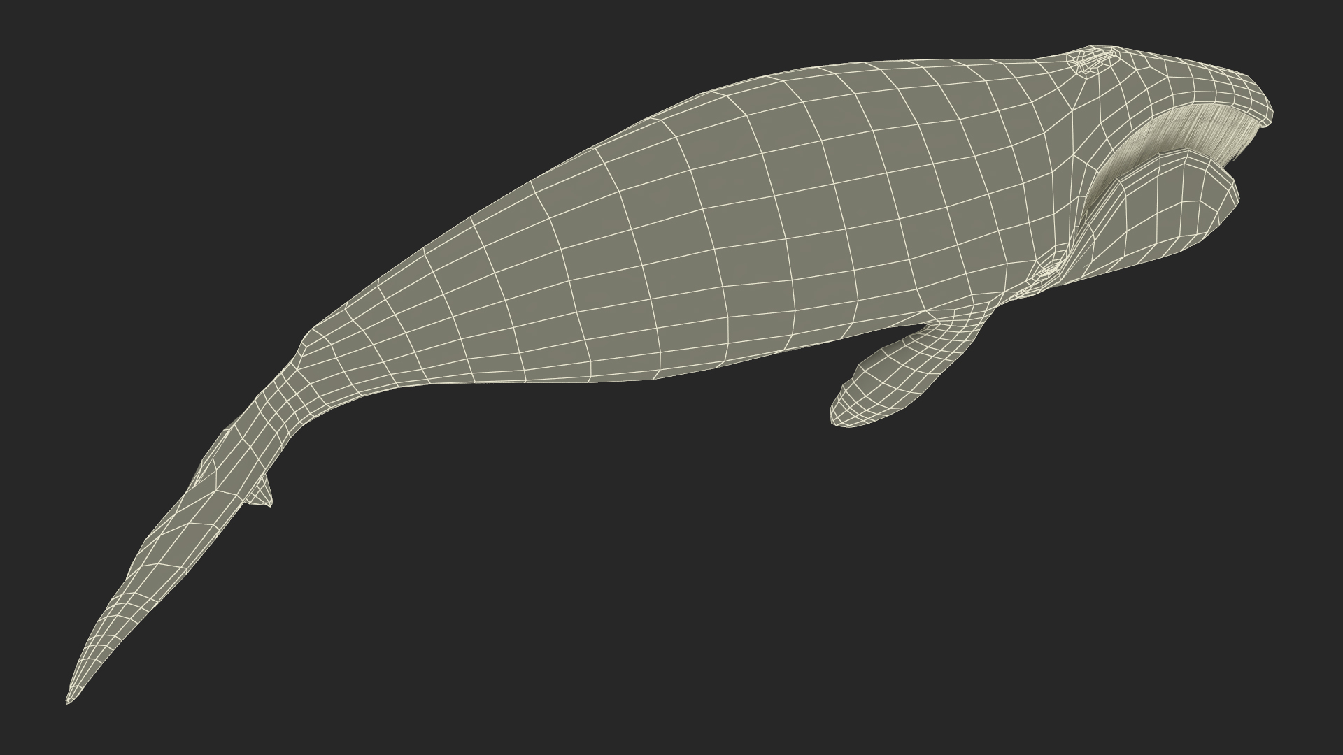 3D Resting Bowhead Whale