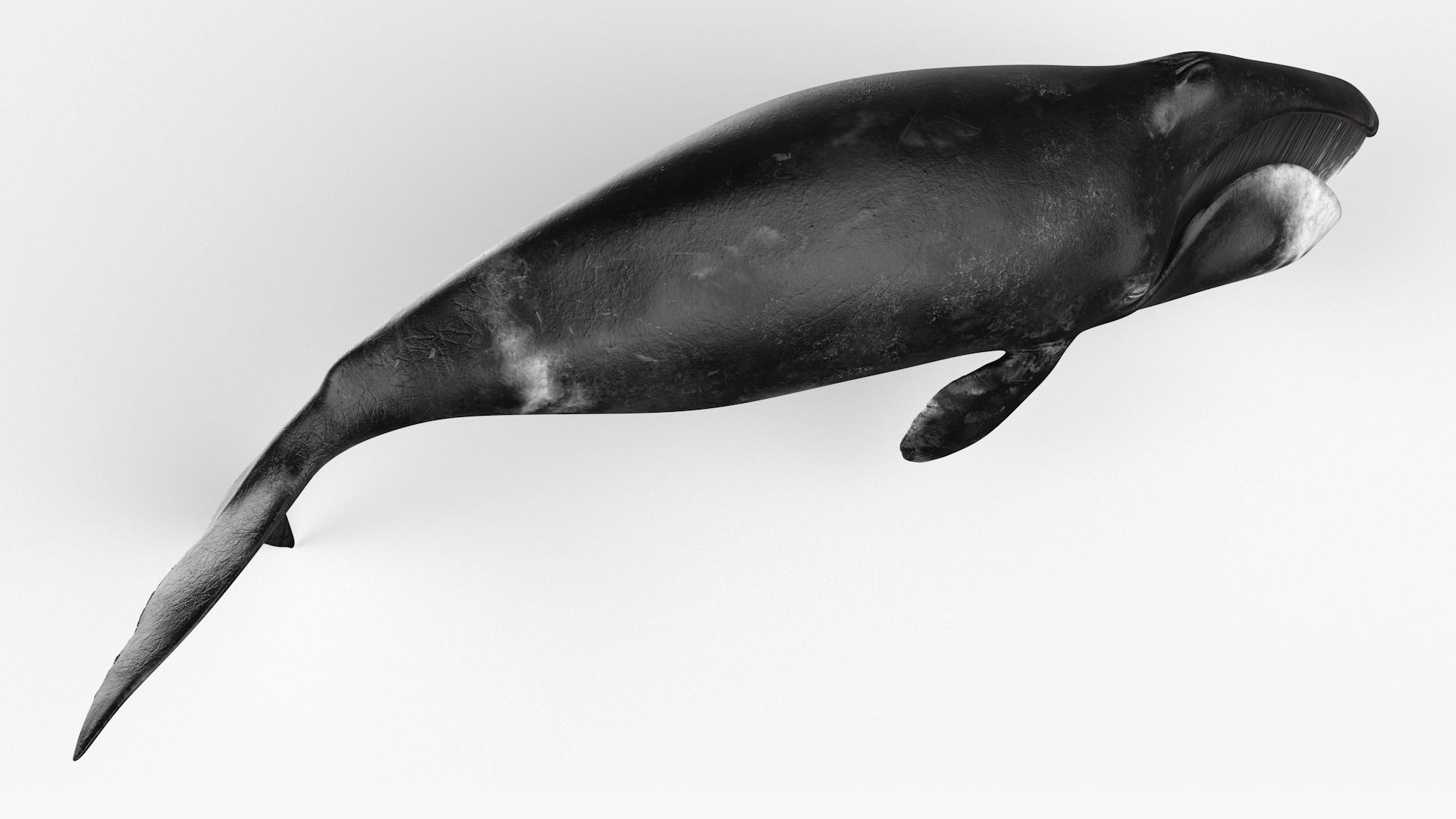 3D Resting Bowhead Whale