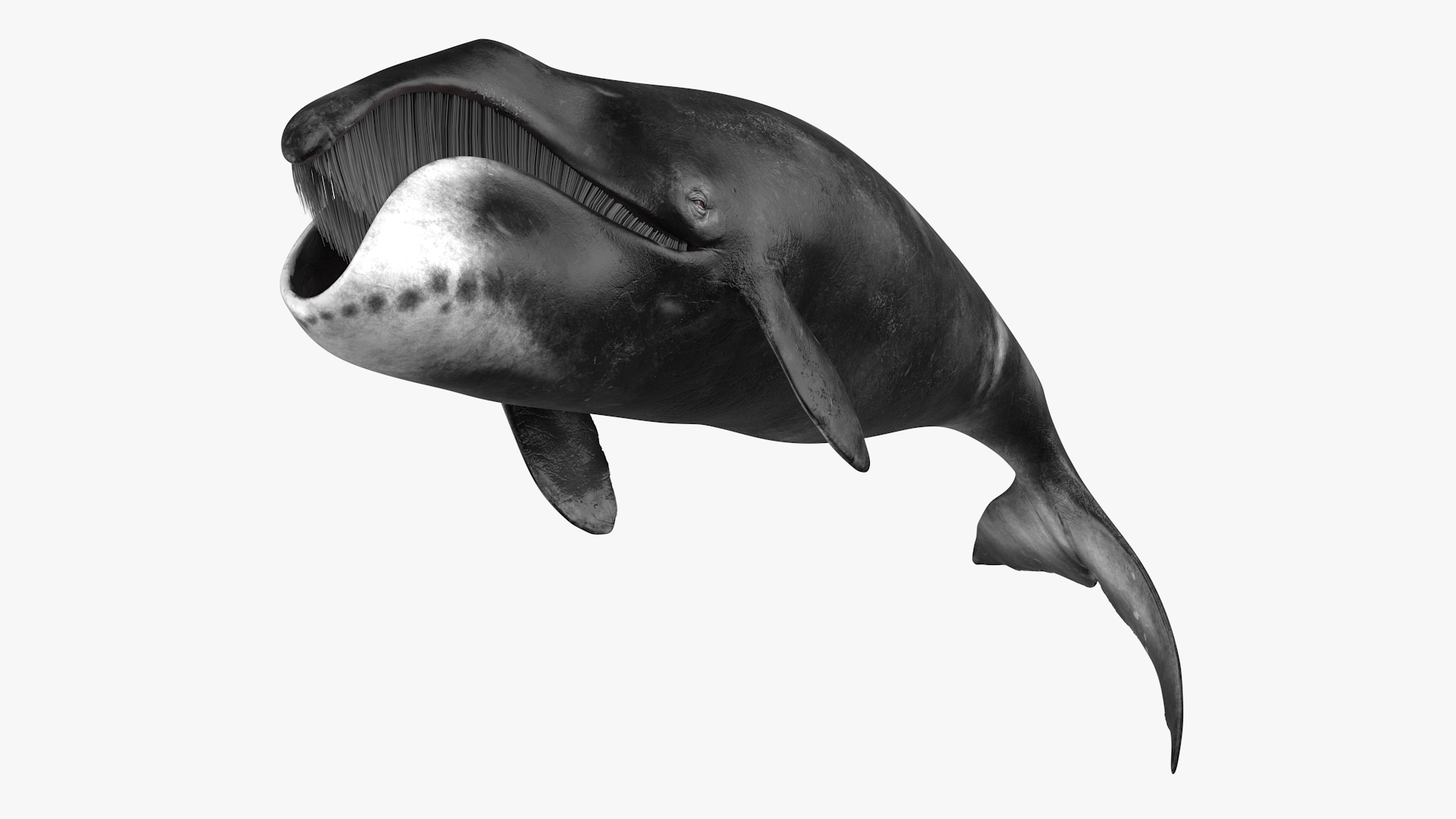 3D Resting Bowhead Whale