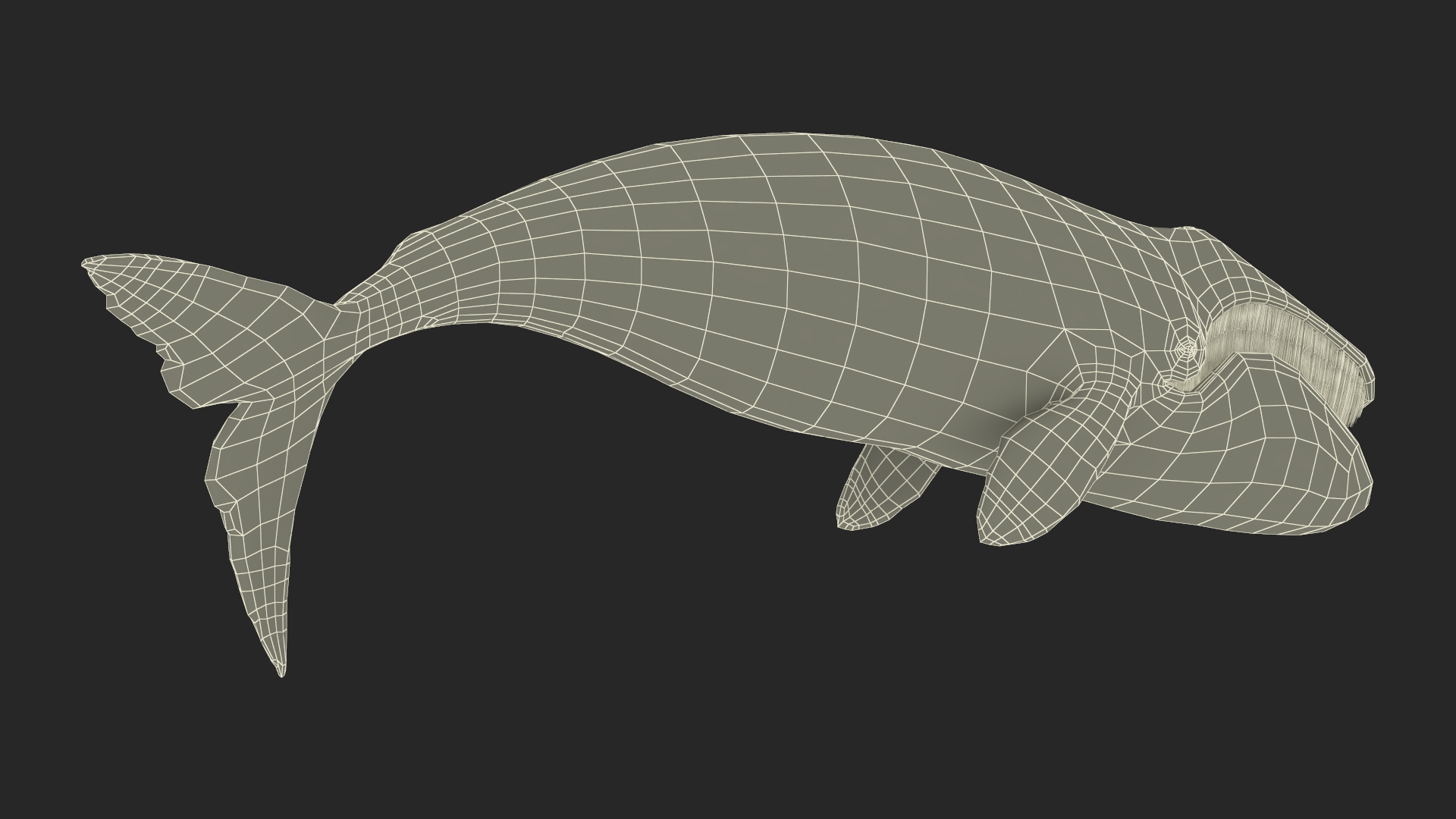 3D Resting Bowhead Whale