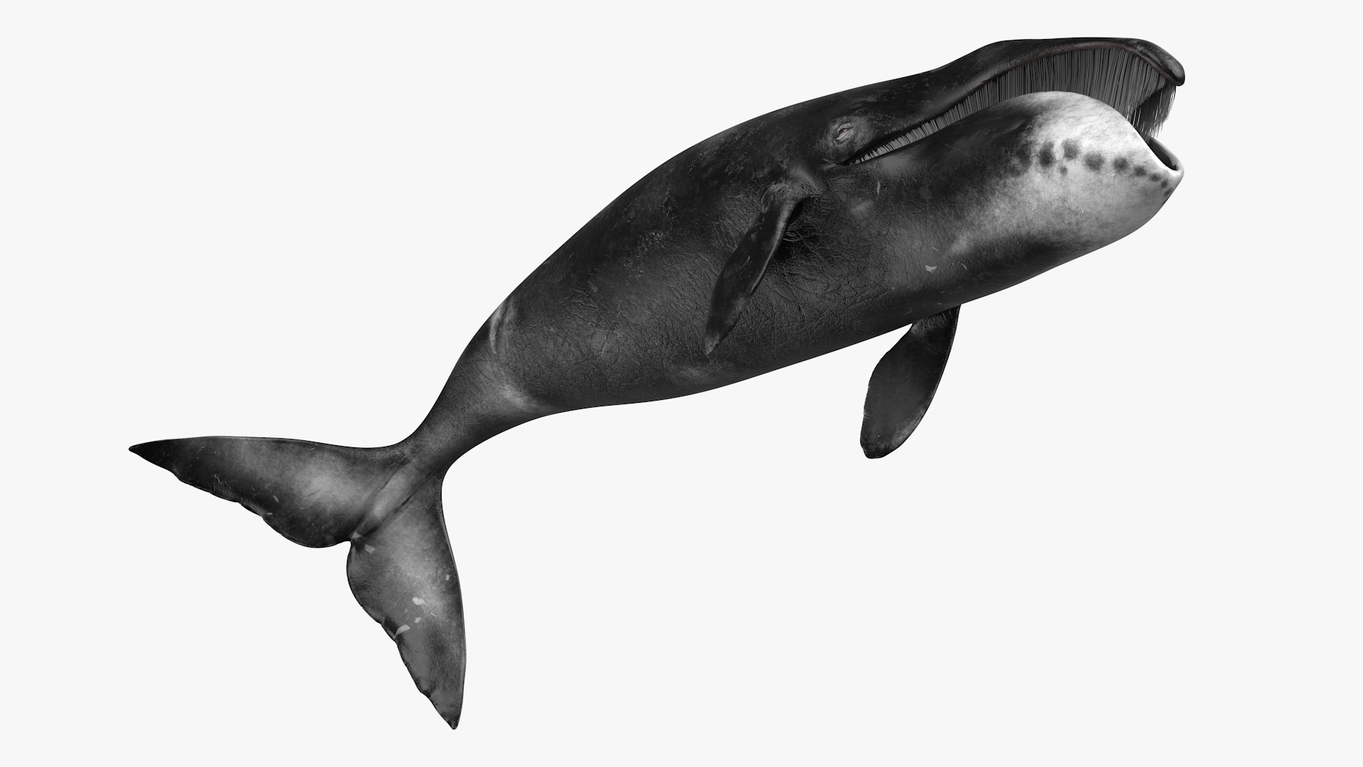 3D Resting Bowhead Whale