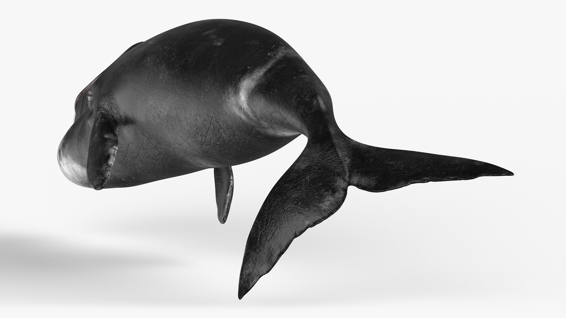 3D Resting Bowhead Whale