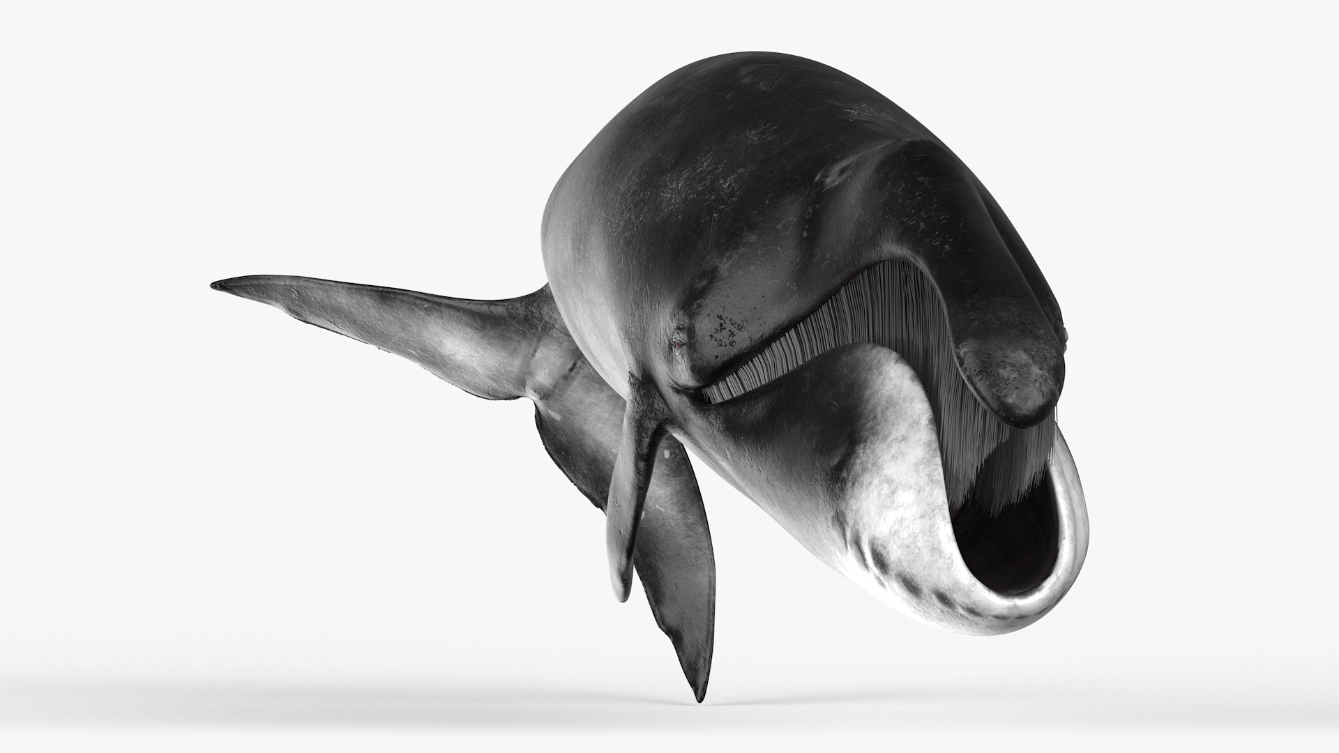 3D Resting Bowhead Whale