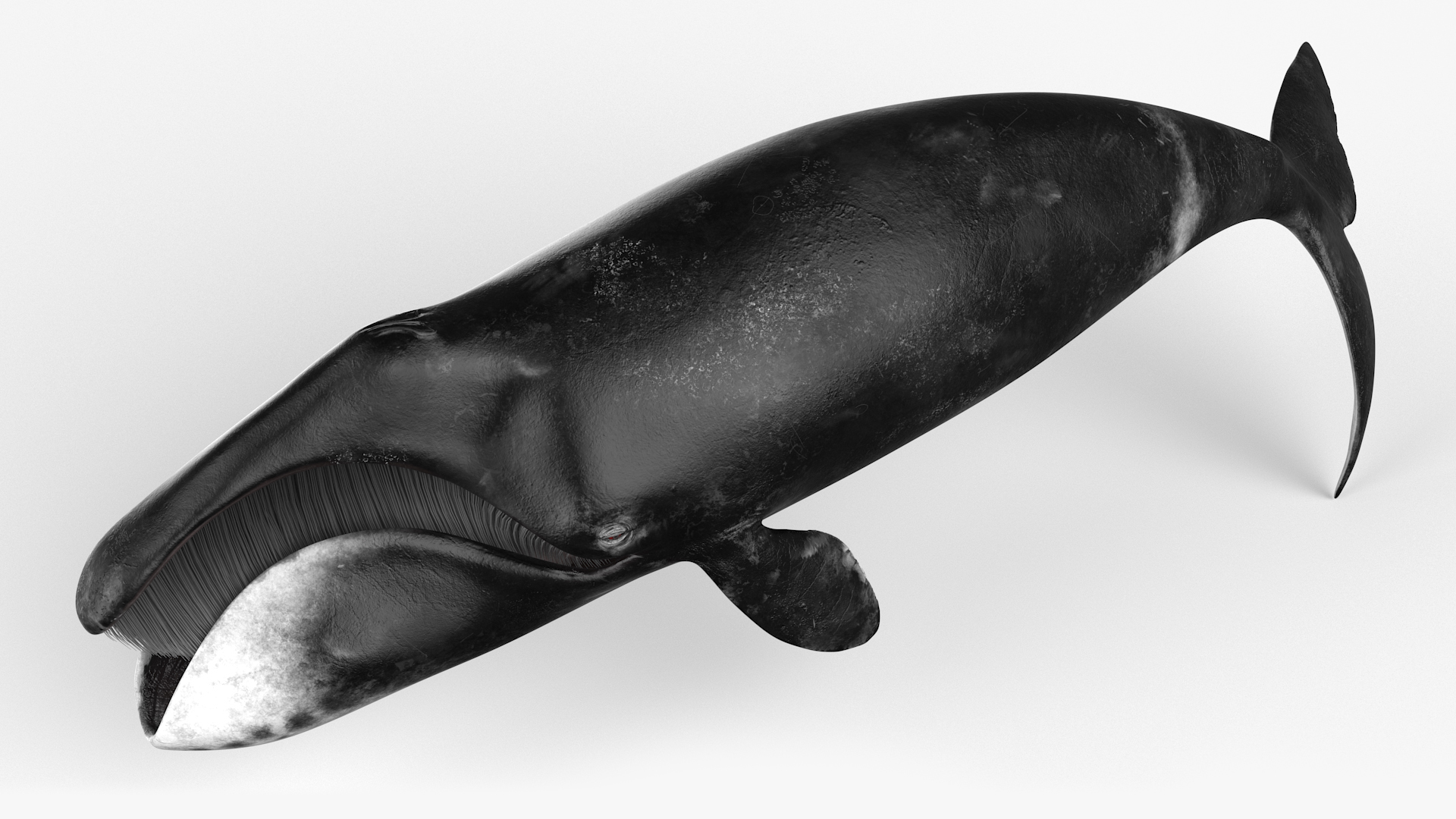 3D Resting Bowhead Whale