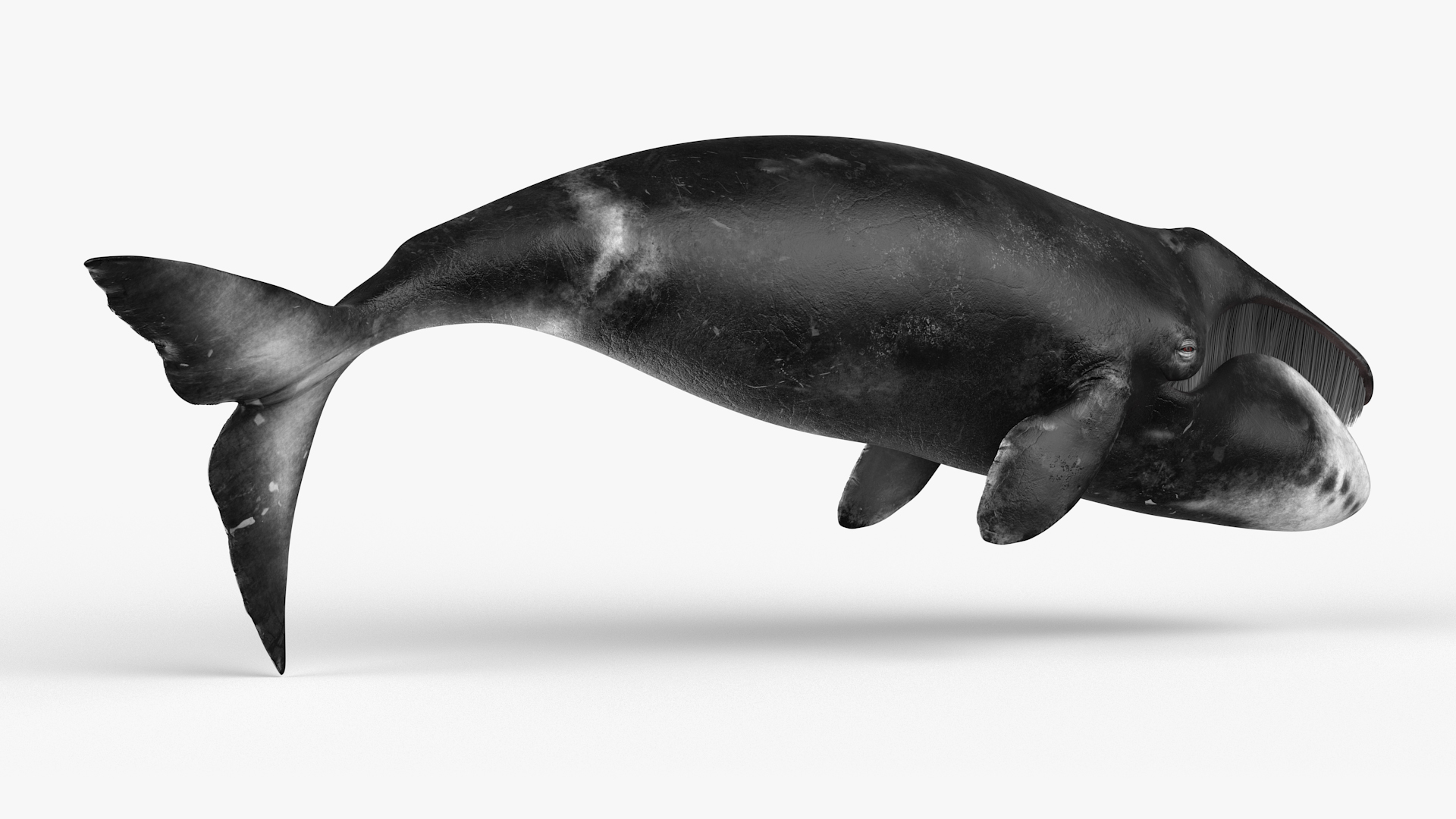 3D Resting Bowhead Whale