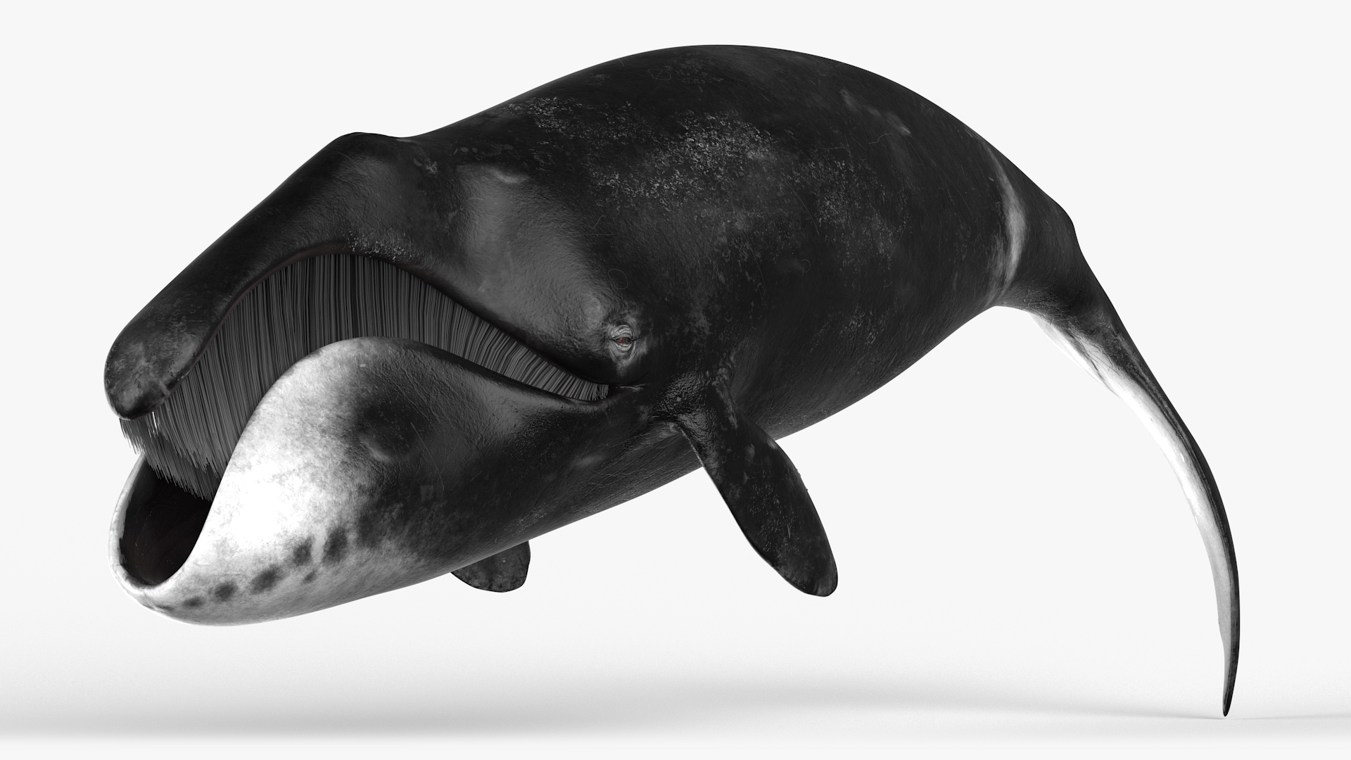 3D Resting Bowhead Whale