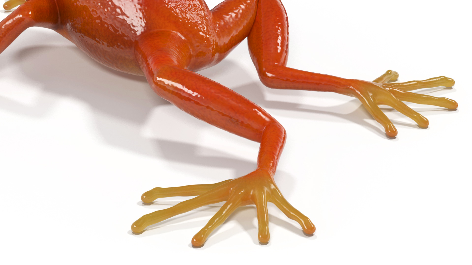 3D Mantella Frog model