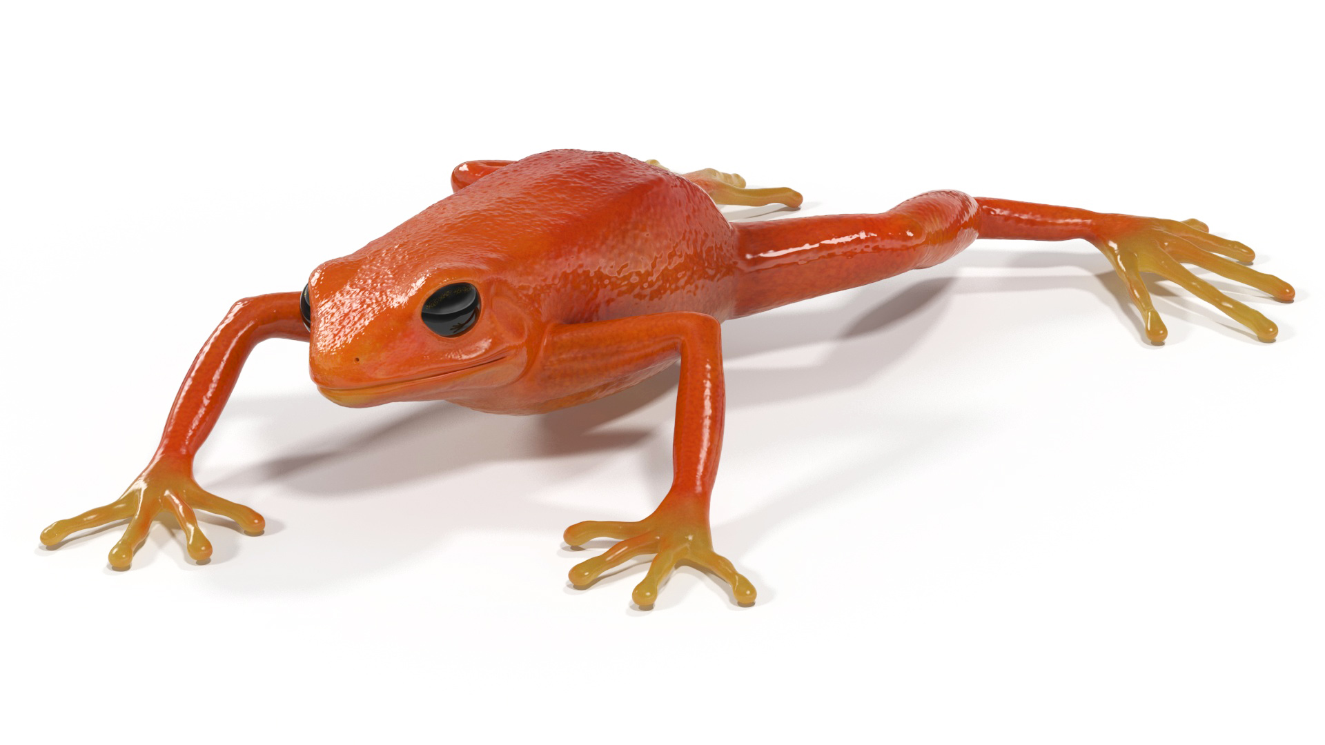 3D Mantella Frog model