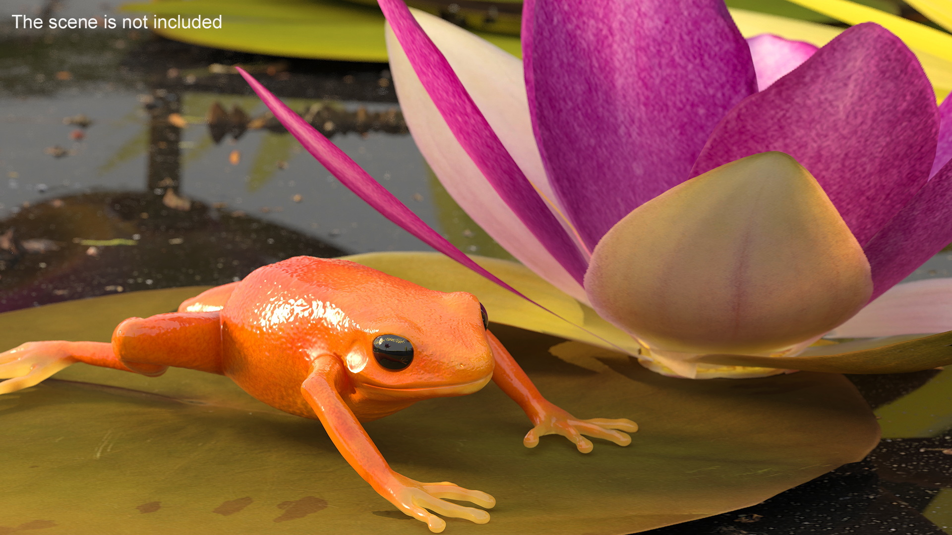 3D Mantella Frog model