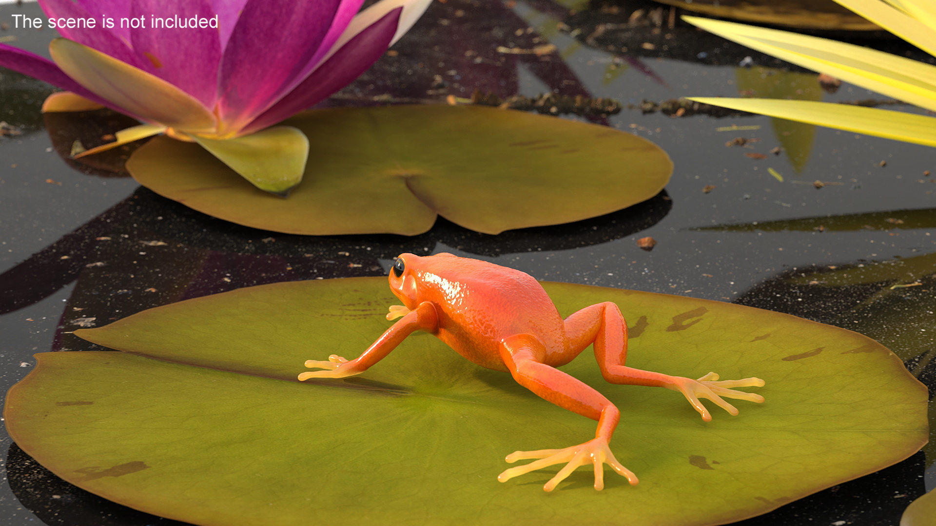 3D Mantella Frog model