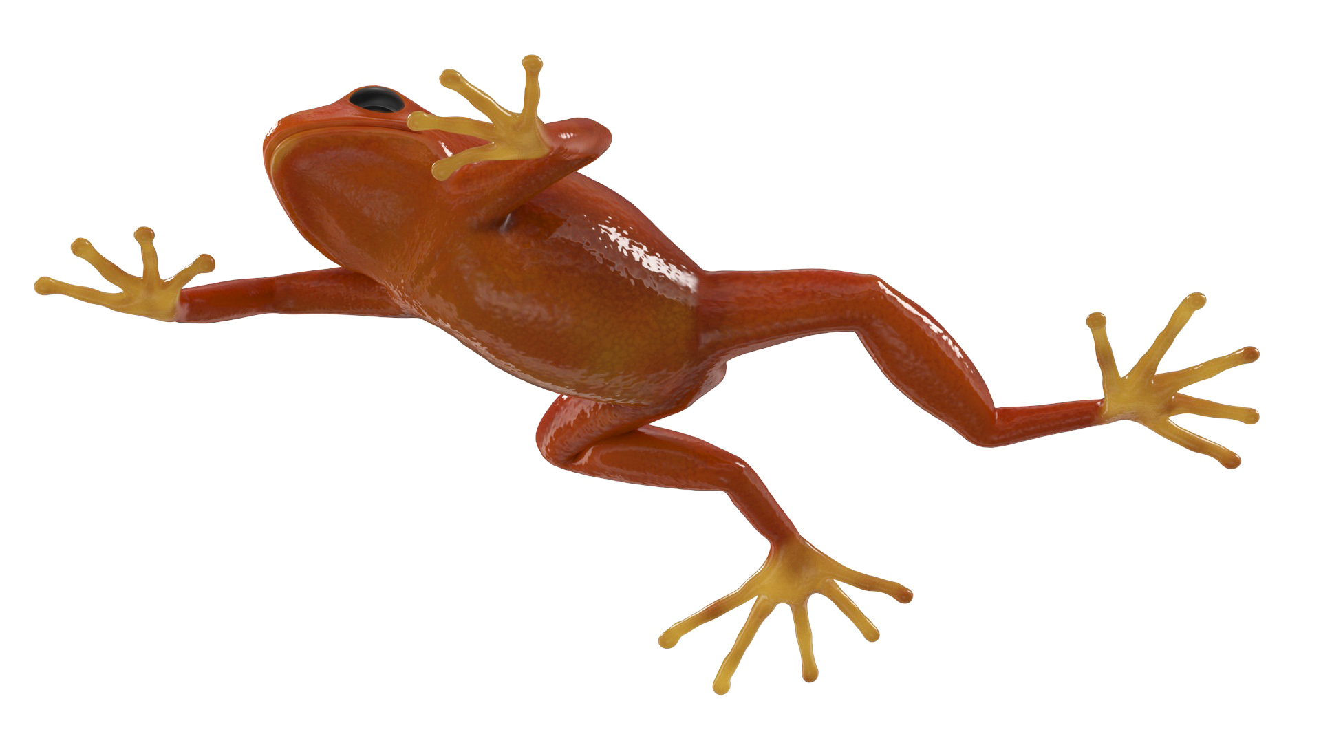 3D Mantella Frog model