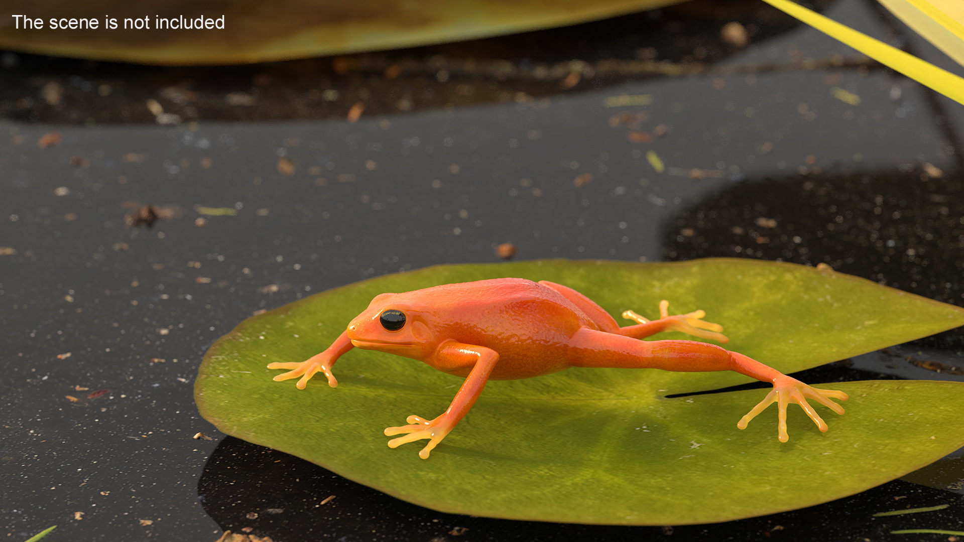 3D Mantella Frog model