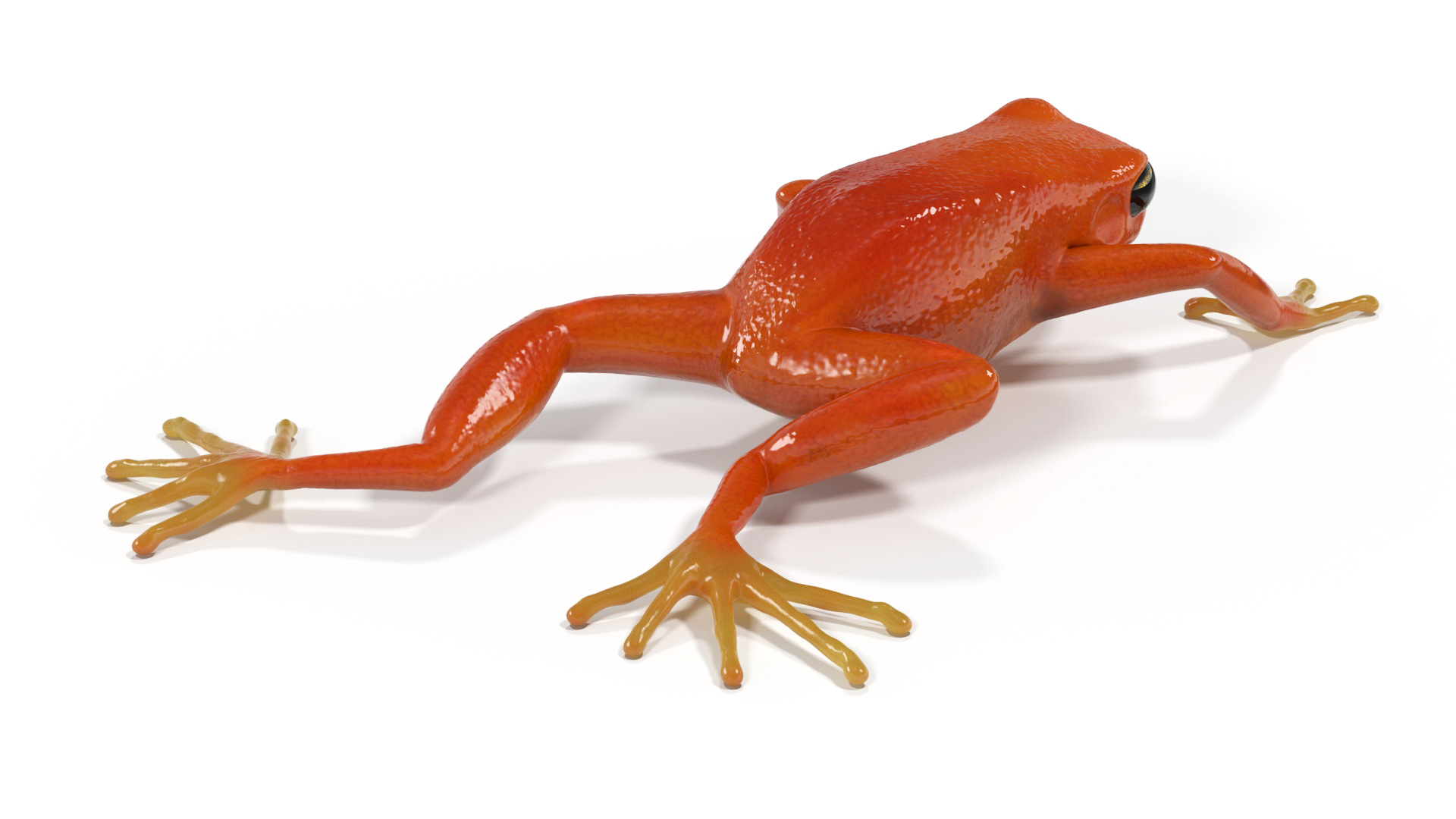 3D Mantella Frog model