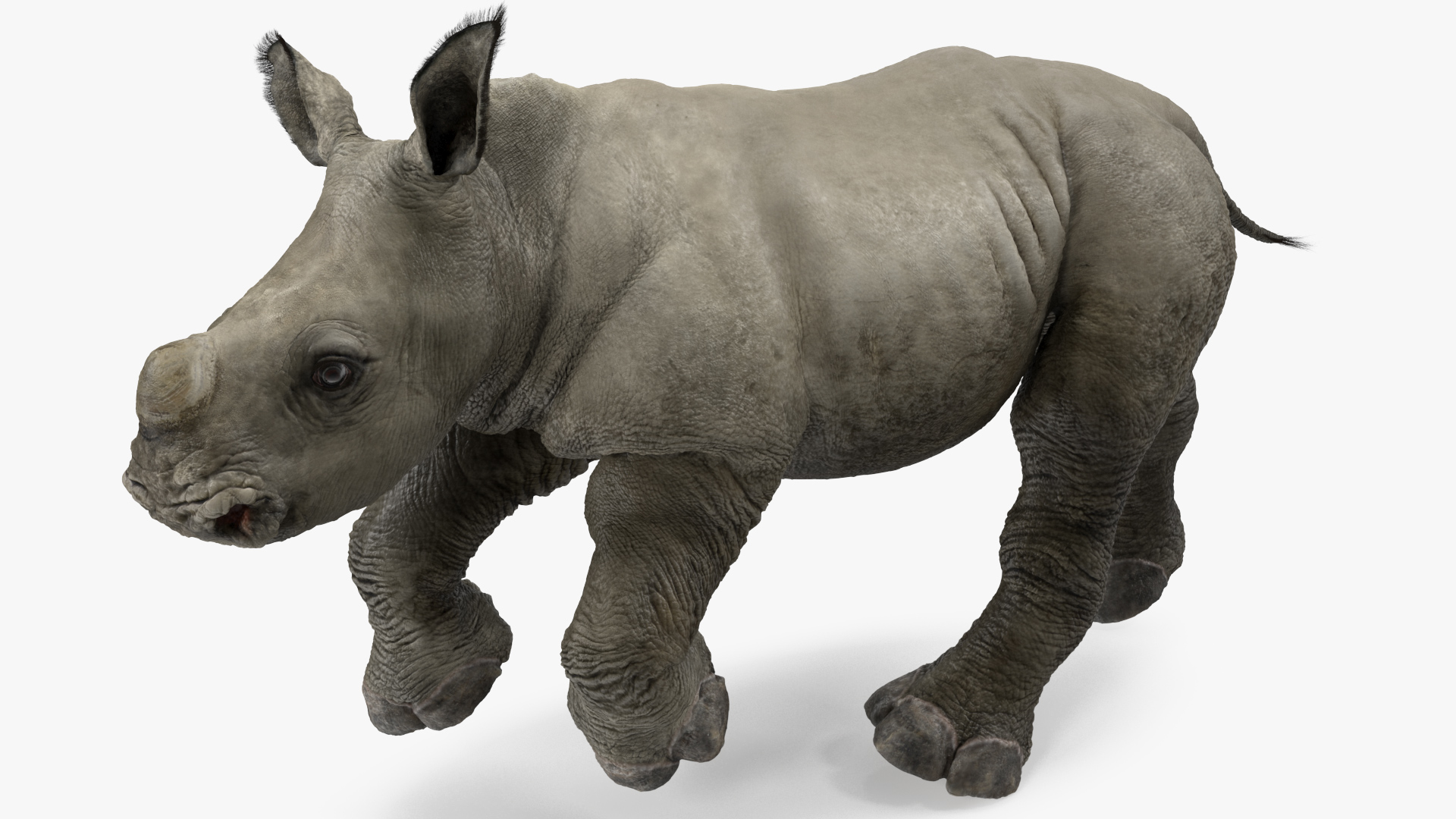 Rhino Baby Running Pose Fur 3D