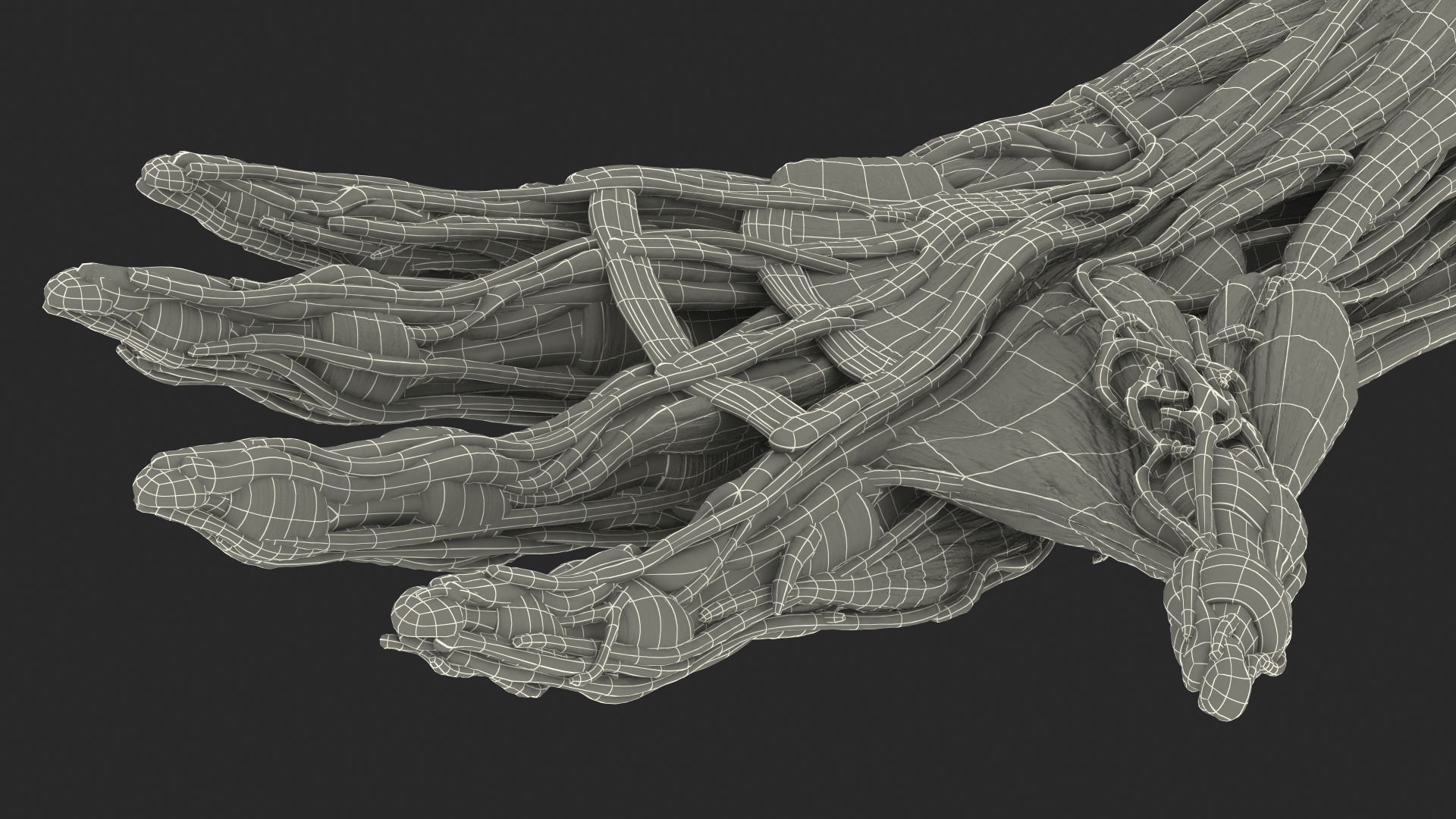 3D Male Arm Full Anatomy