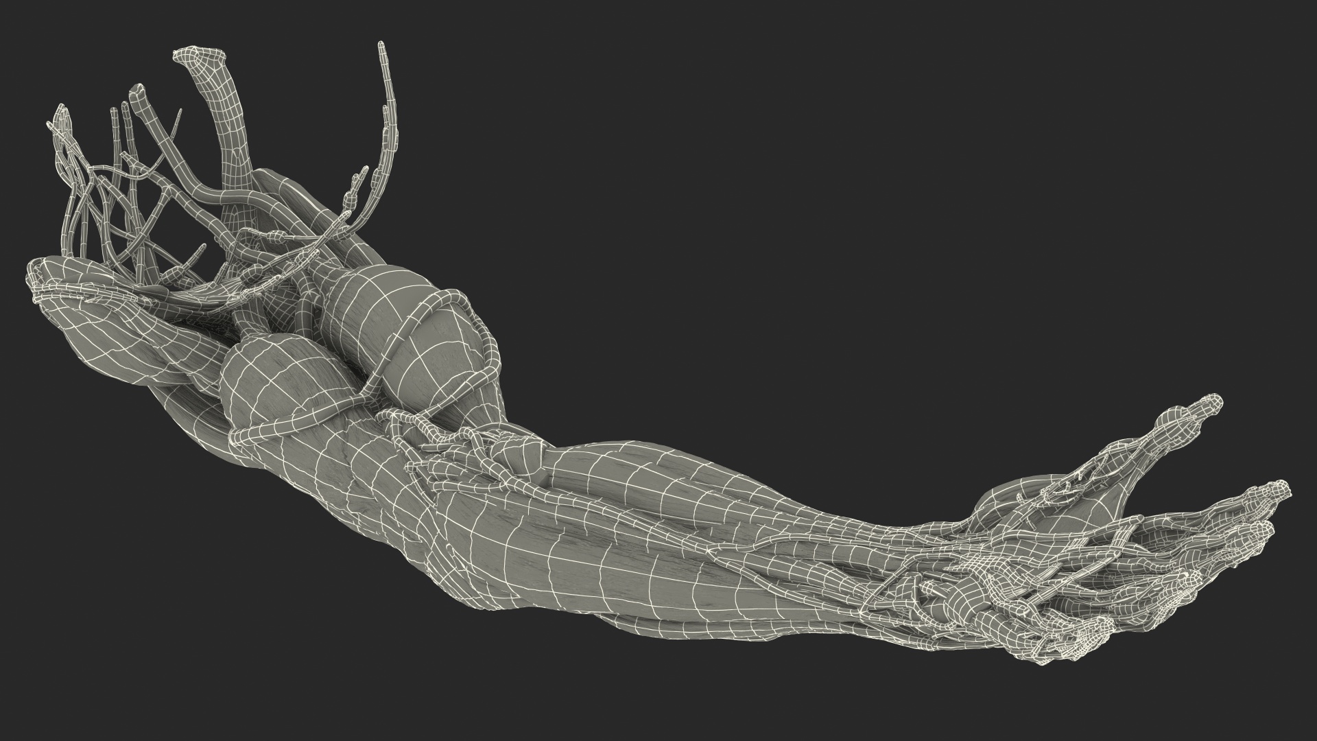 3D Male Arm Full Anatomy