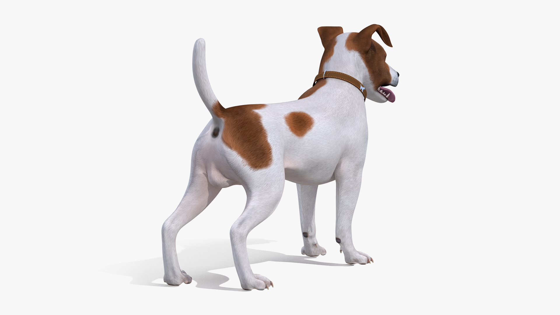 3D Spotted Jack Russell Terrier Attention Pose model