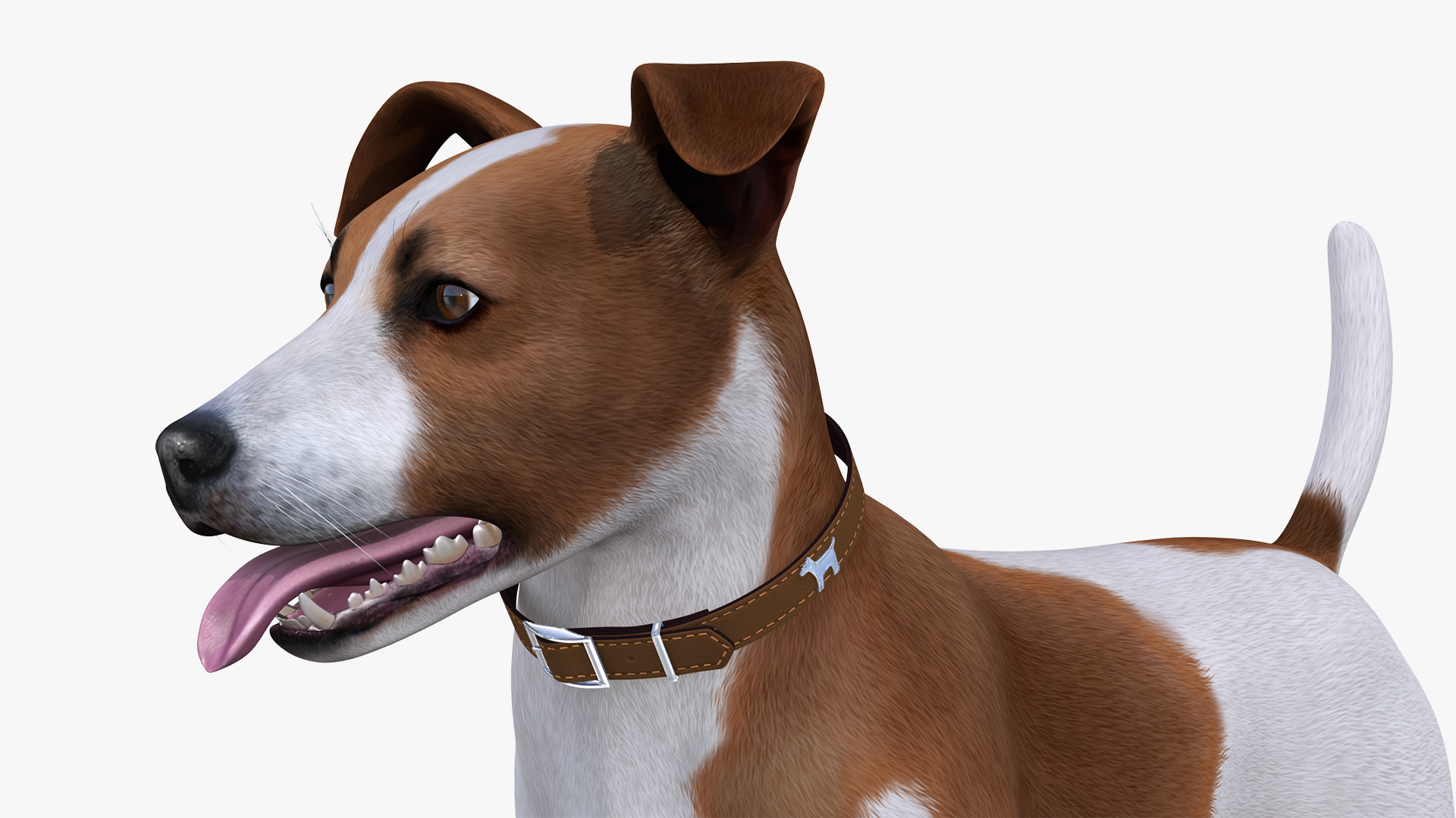 3D Spotted Jack Russell Terrier Attention Pose model