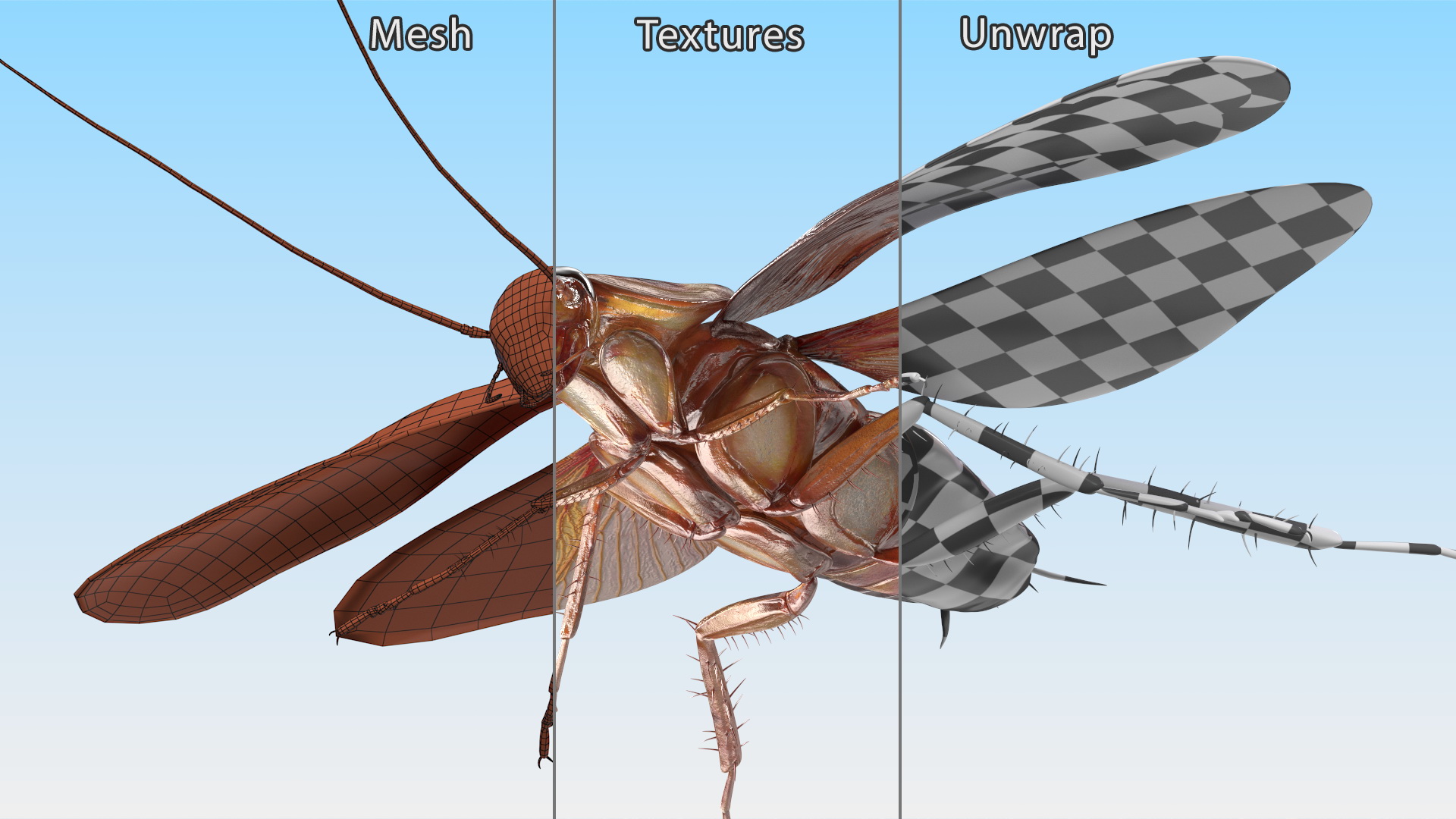 Flying Cockroach Rigged for Maya 3D