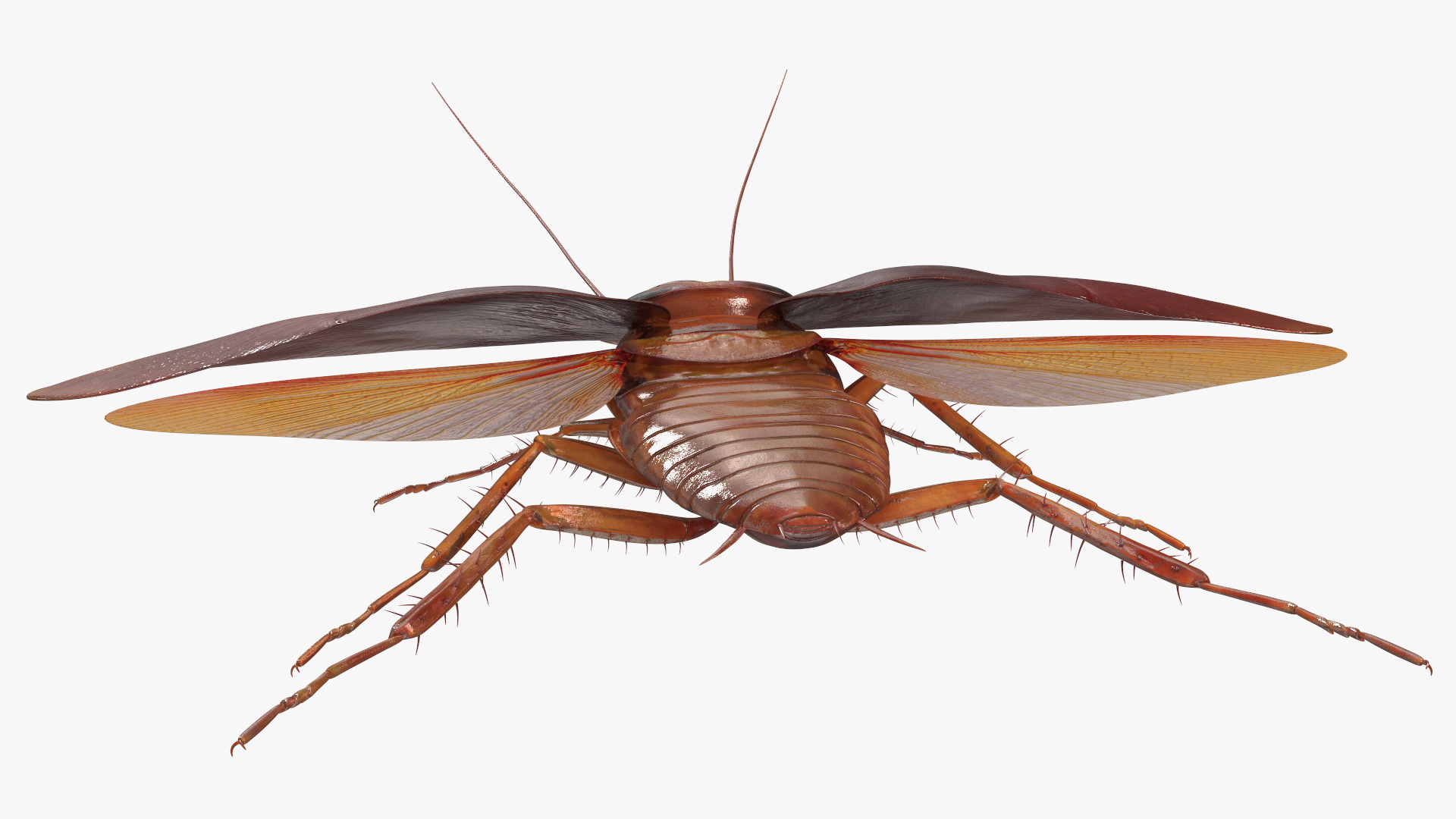 Flying Cockroach Rigged for Maya 3D