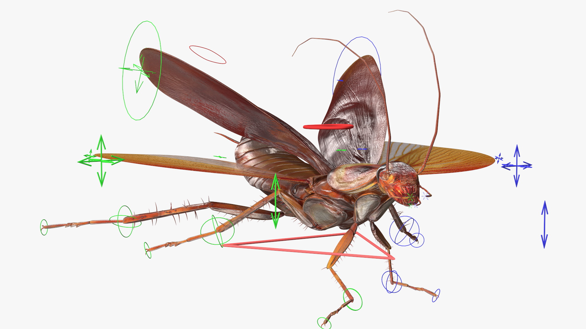 Flying Cockroach Rigged for Maya 3D