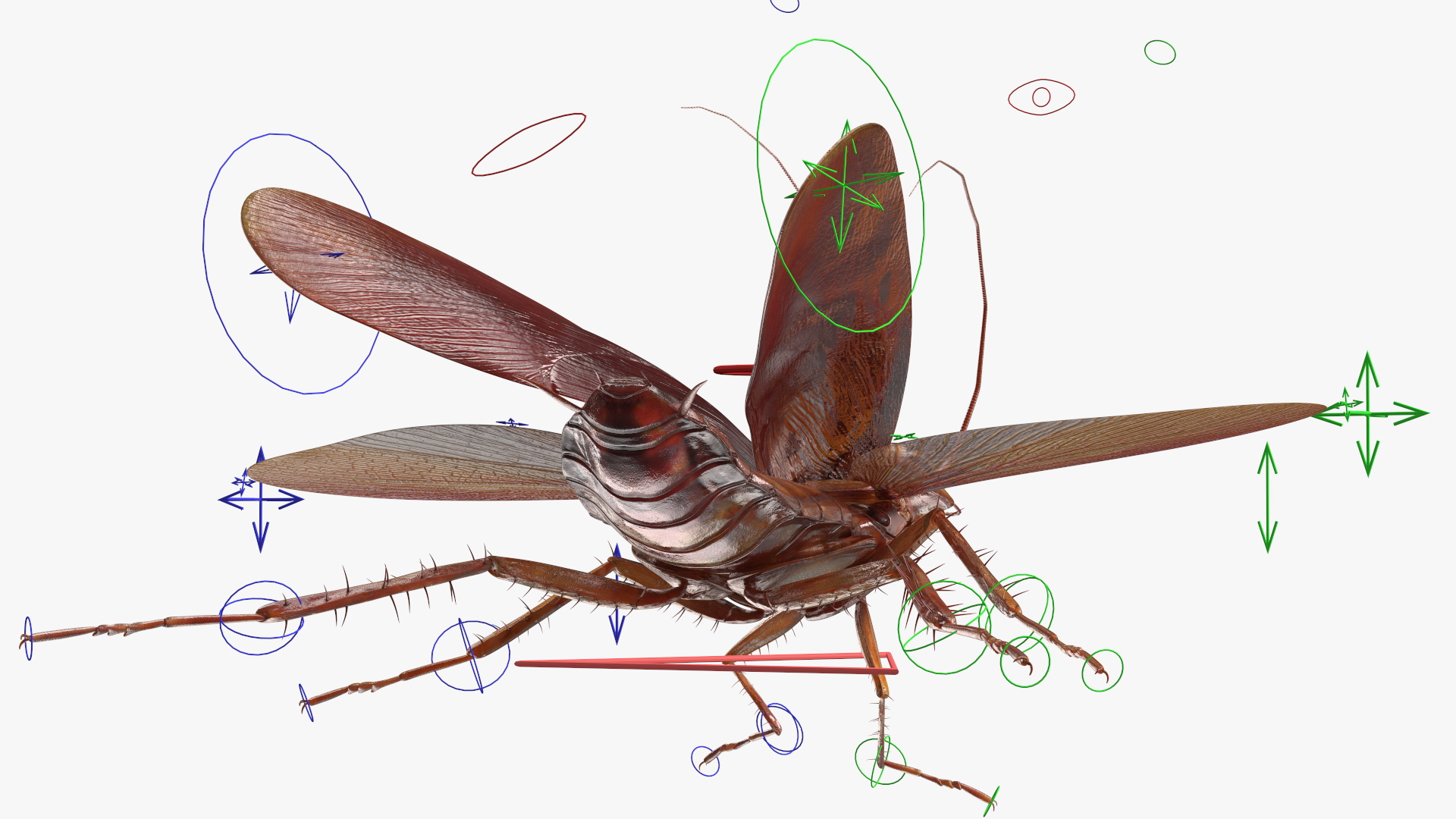 Flying Cockroach Rigged for Maya 3D