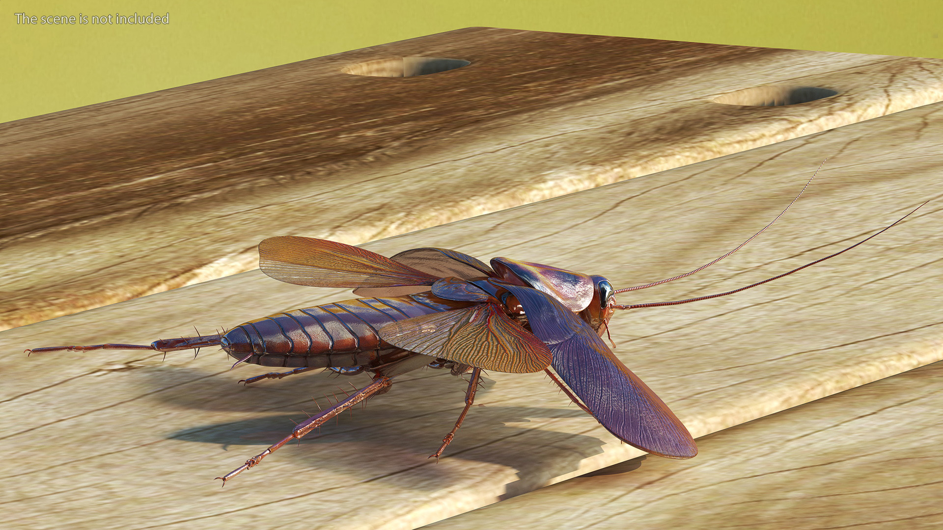 Flying Cockroach Rigged for Maya 3D