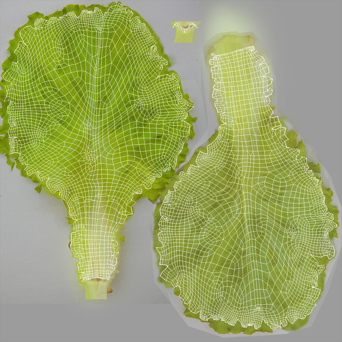 Realistic Lettuce Leaf 3D