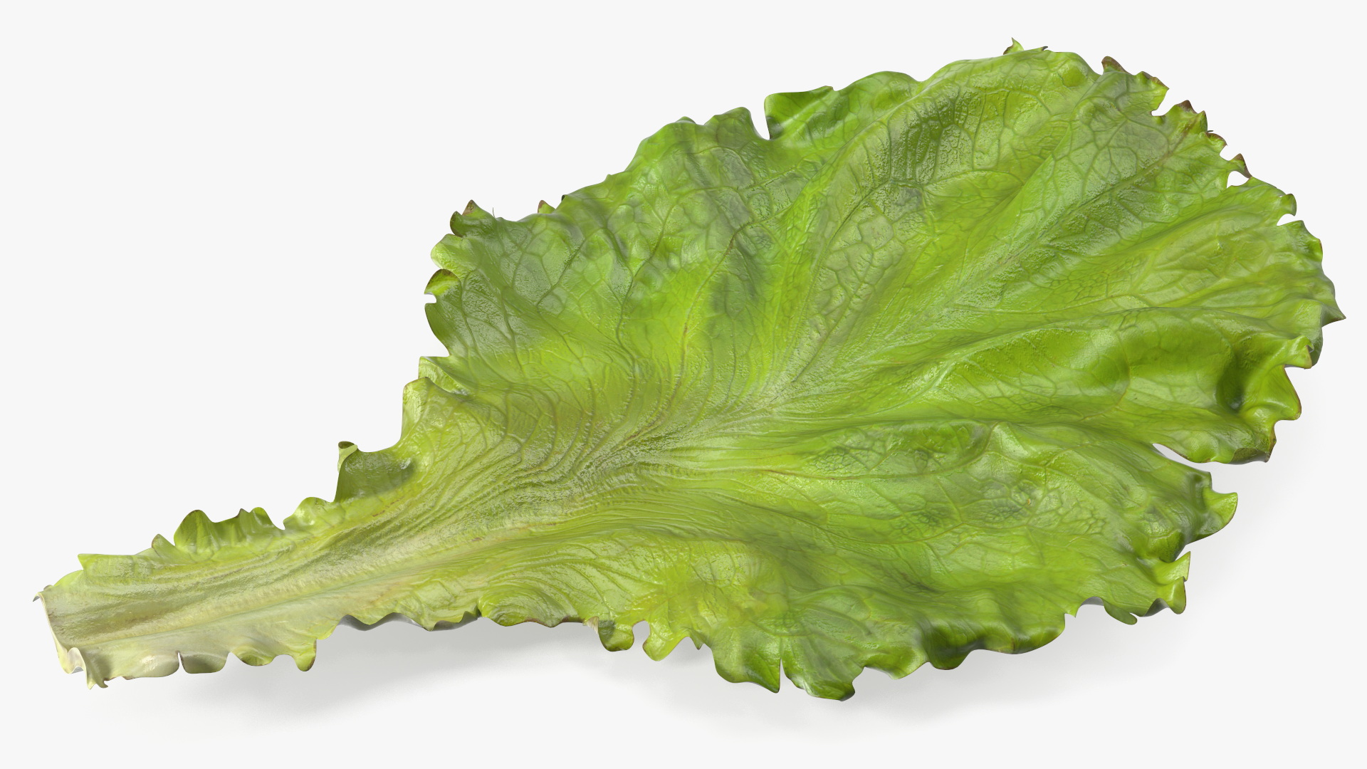 Realistic Lettuce Leaf 3D